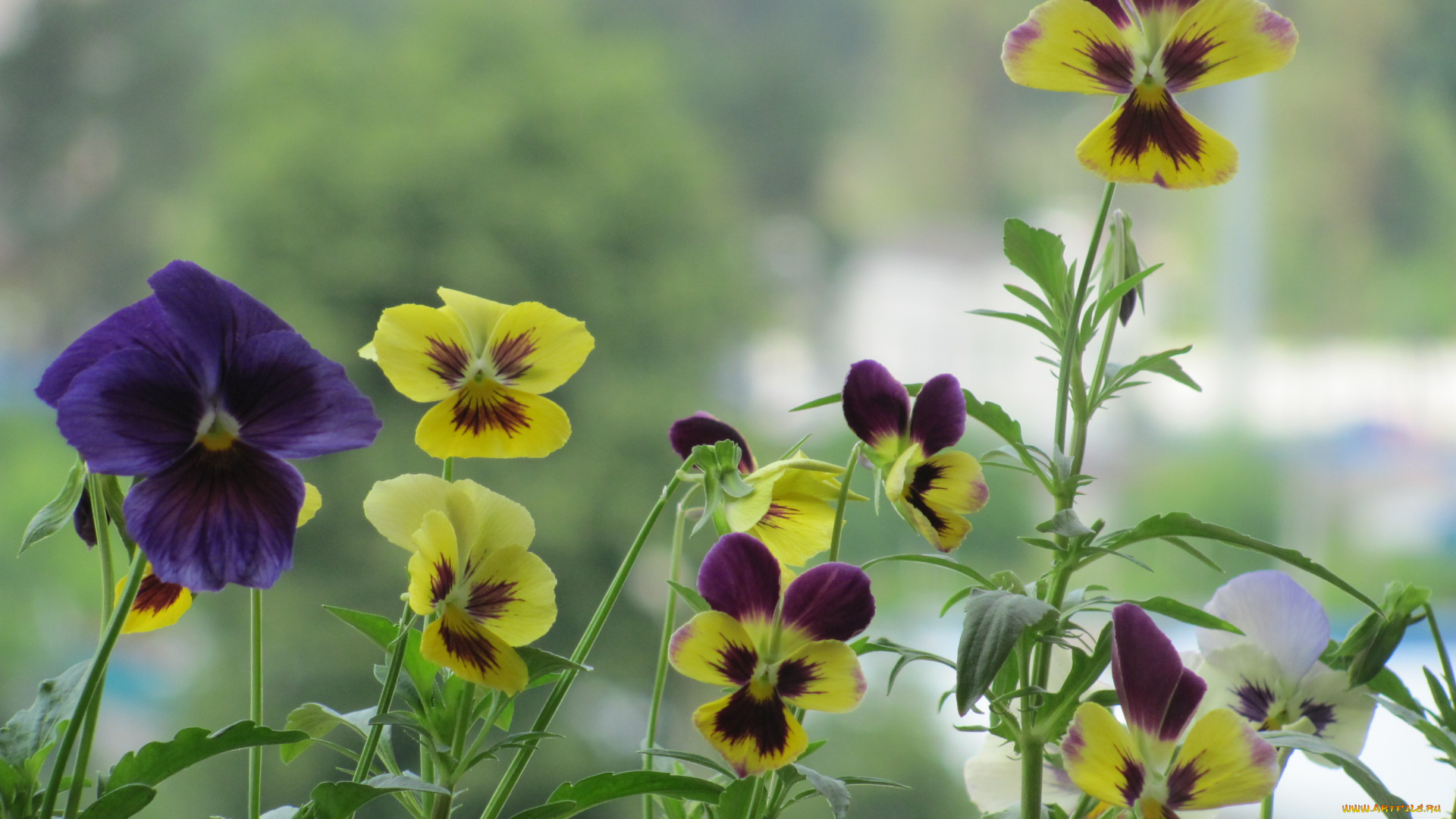 цветы, анютины, глазки, садовые, фиалки, желтые, синие