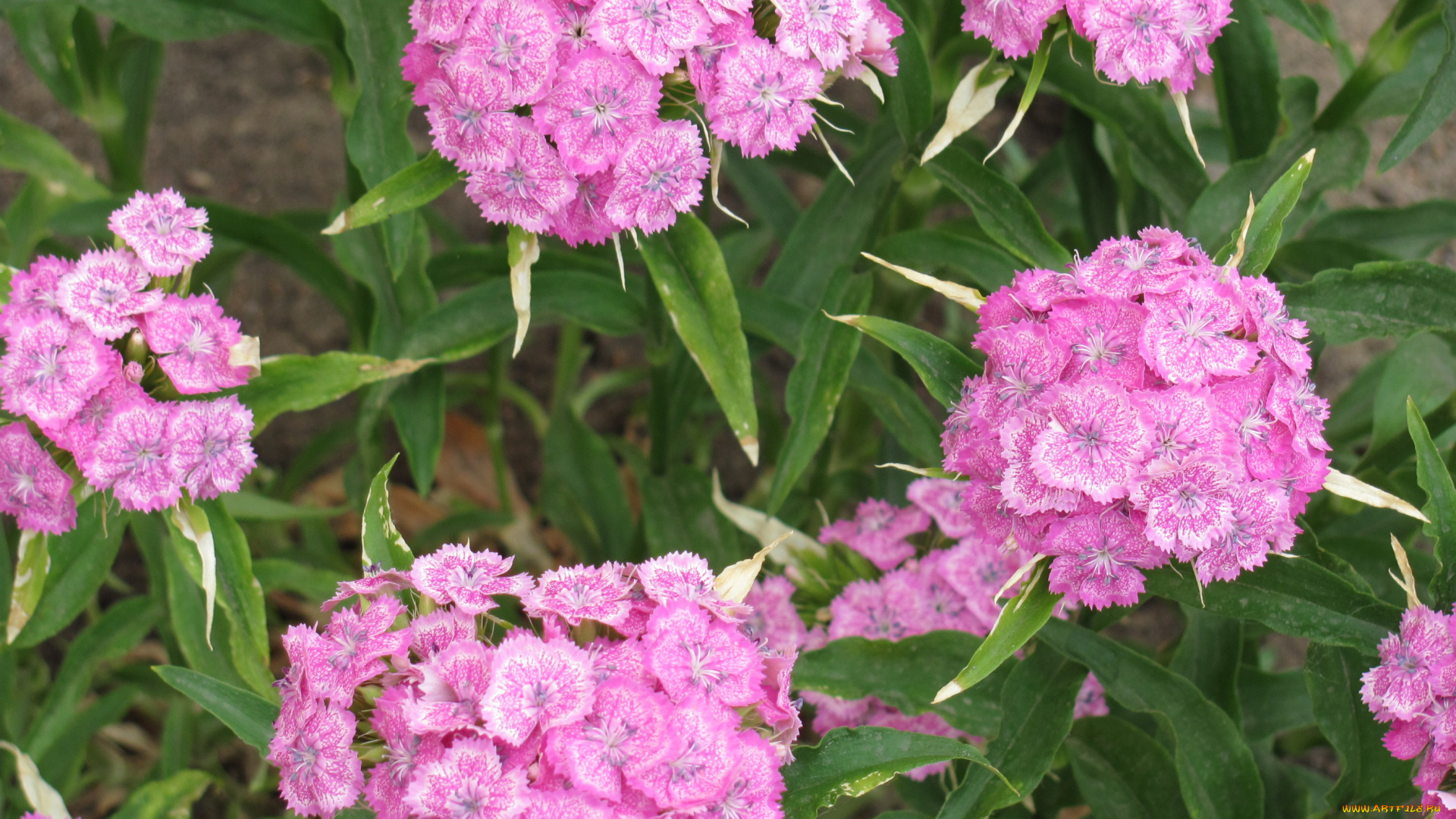 цветы, гвоздики, нежная, розовая