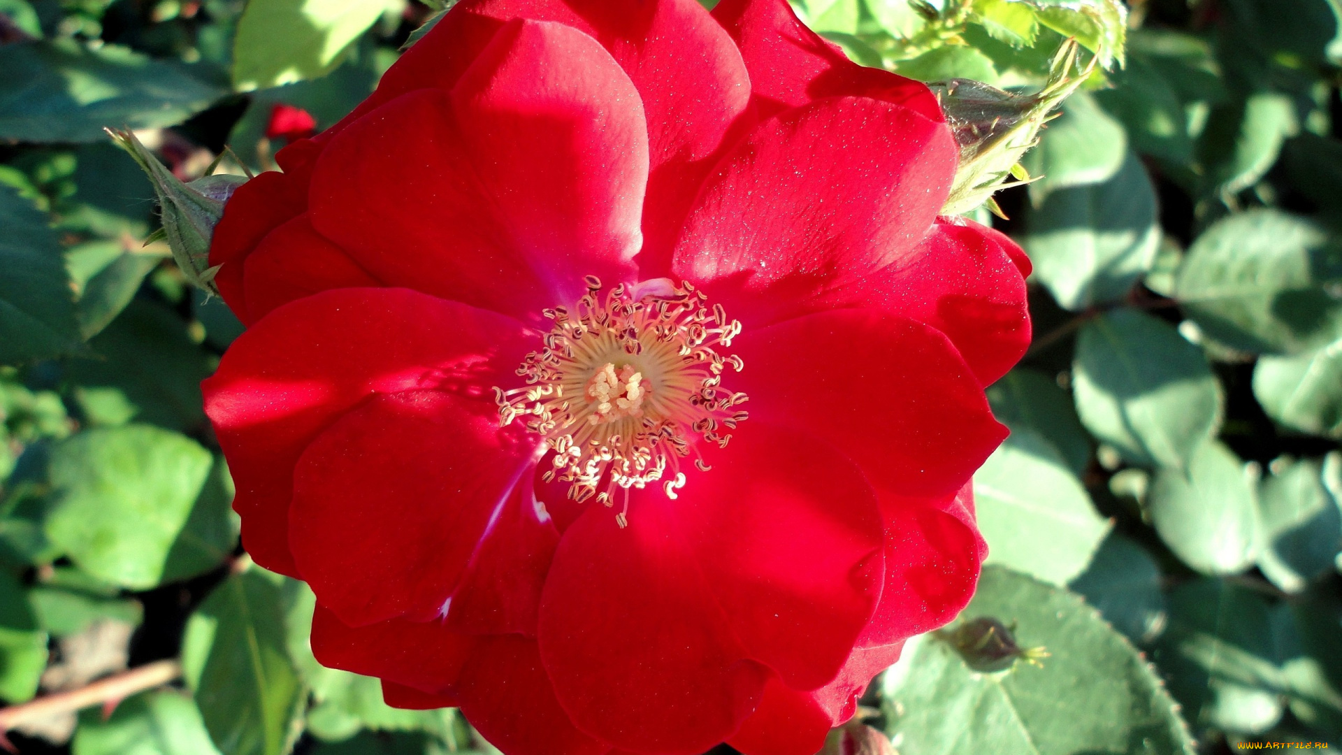 цветы, розы, красный, яркий