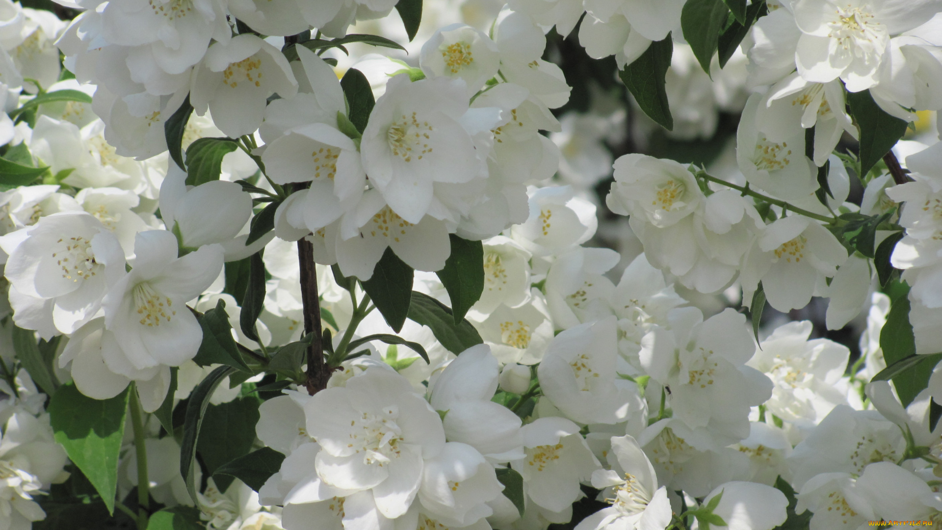 цветы, жасмин, белые