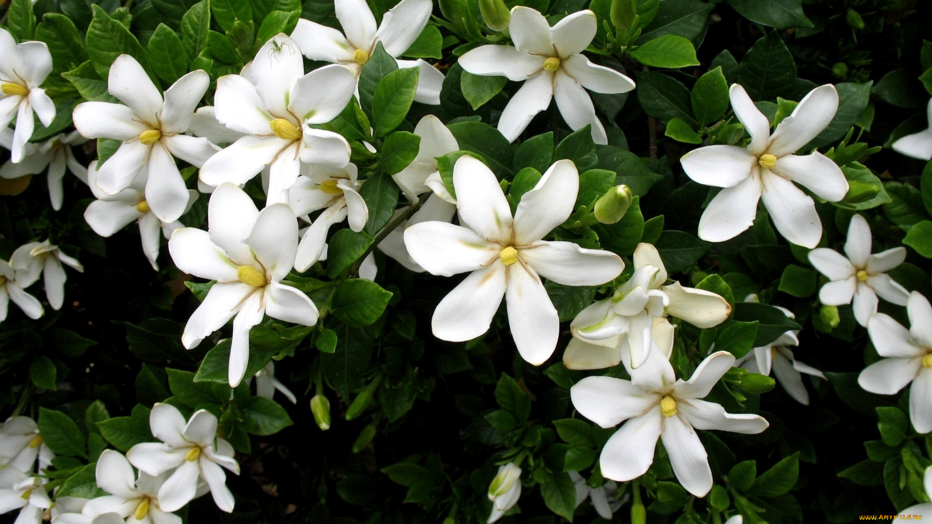 гардения, цветы, белый, много