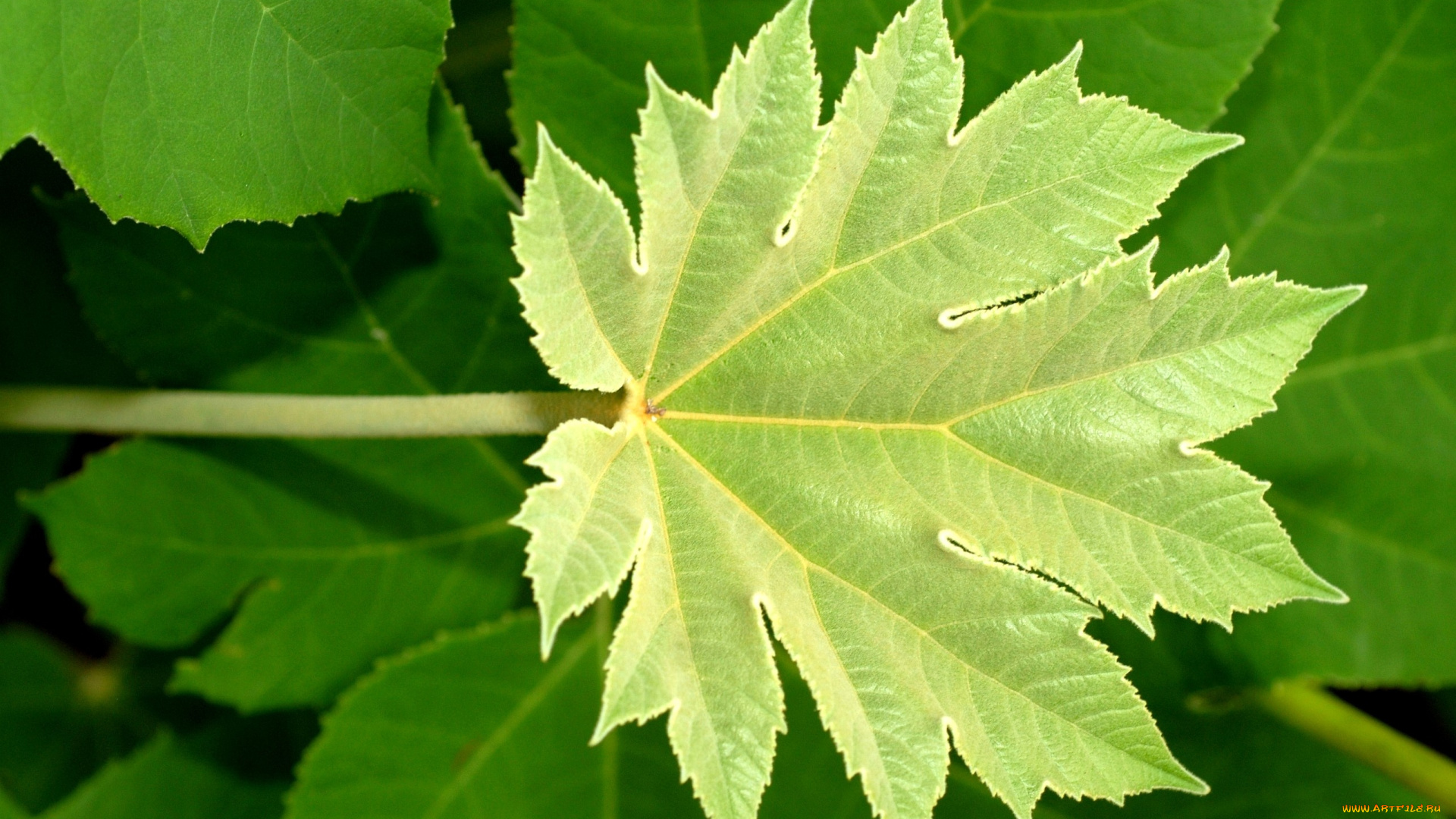 природа, листья, зеленый, резной