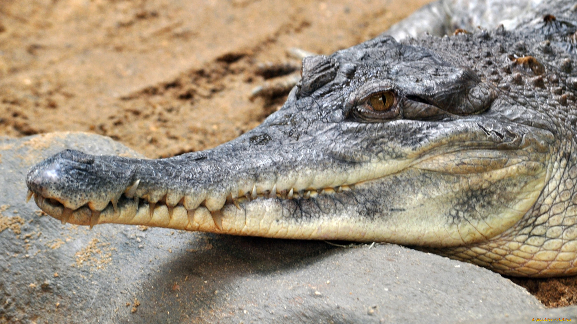 животные, крокодилы, хищник, зубы, пасть