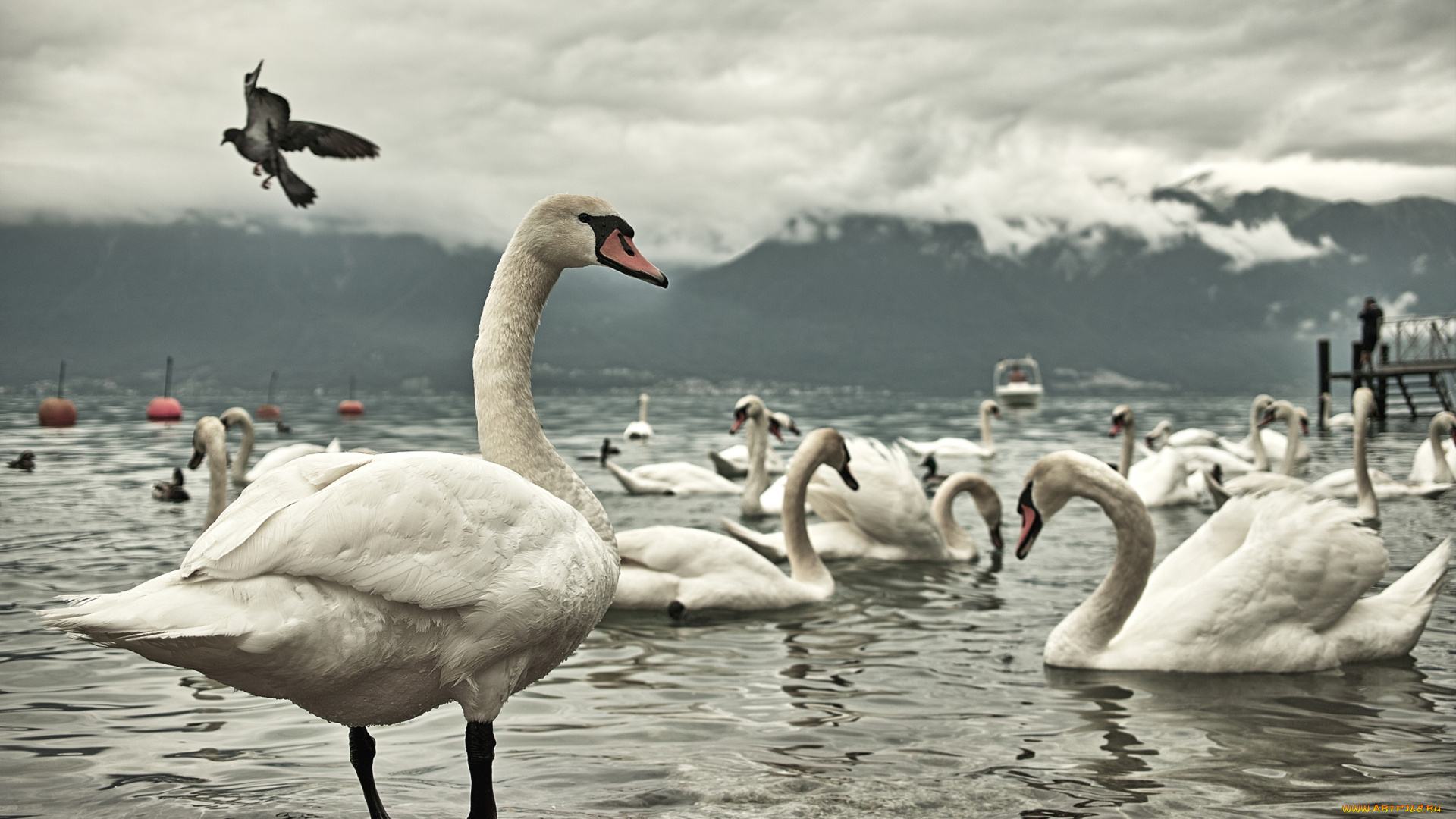 животные, лебеди, озеро, птицы