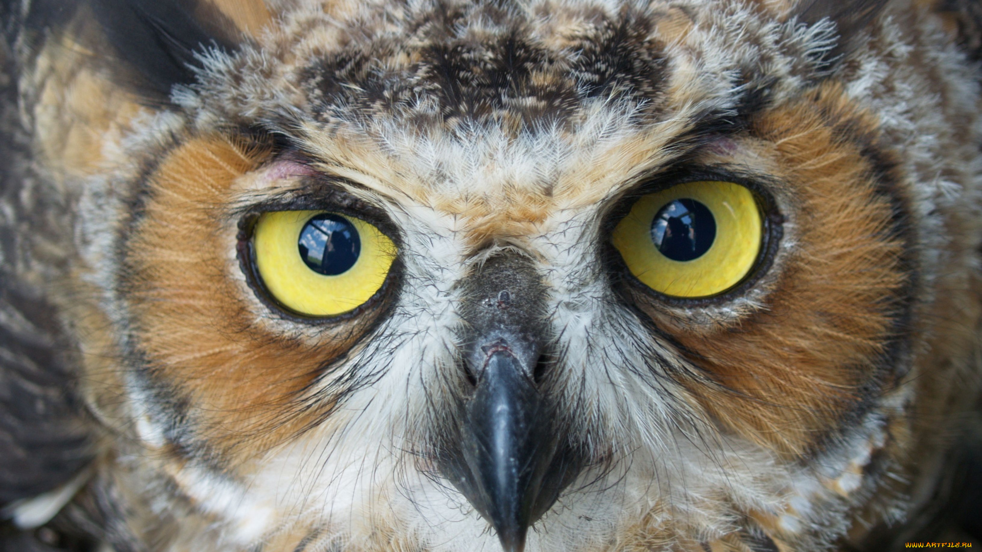 животные, совы, клюв, глаза