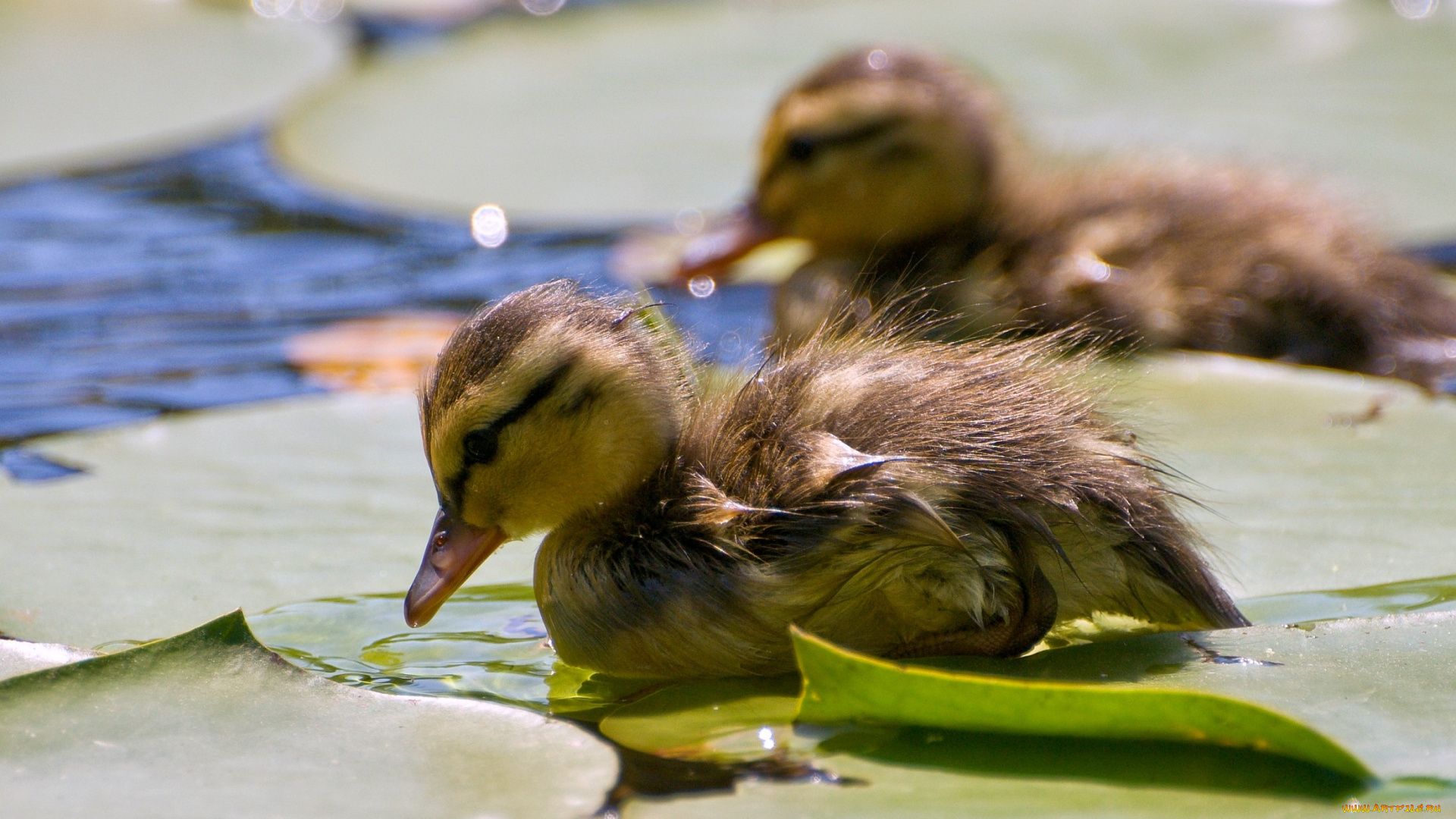 животные, утки, малыш, вода, мокрый