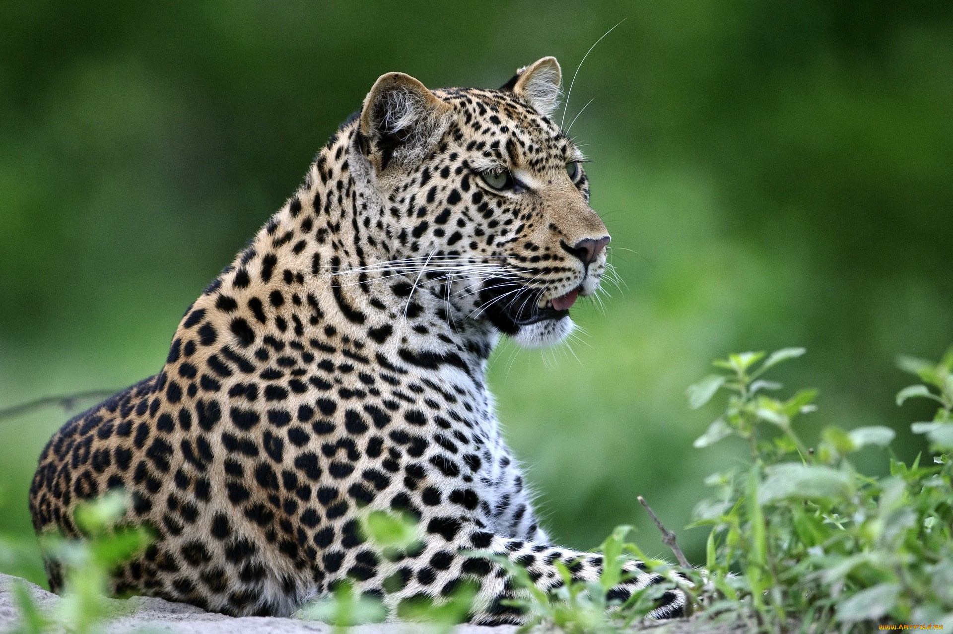 животные, леопарды, пятна, хищник