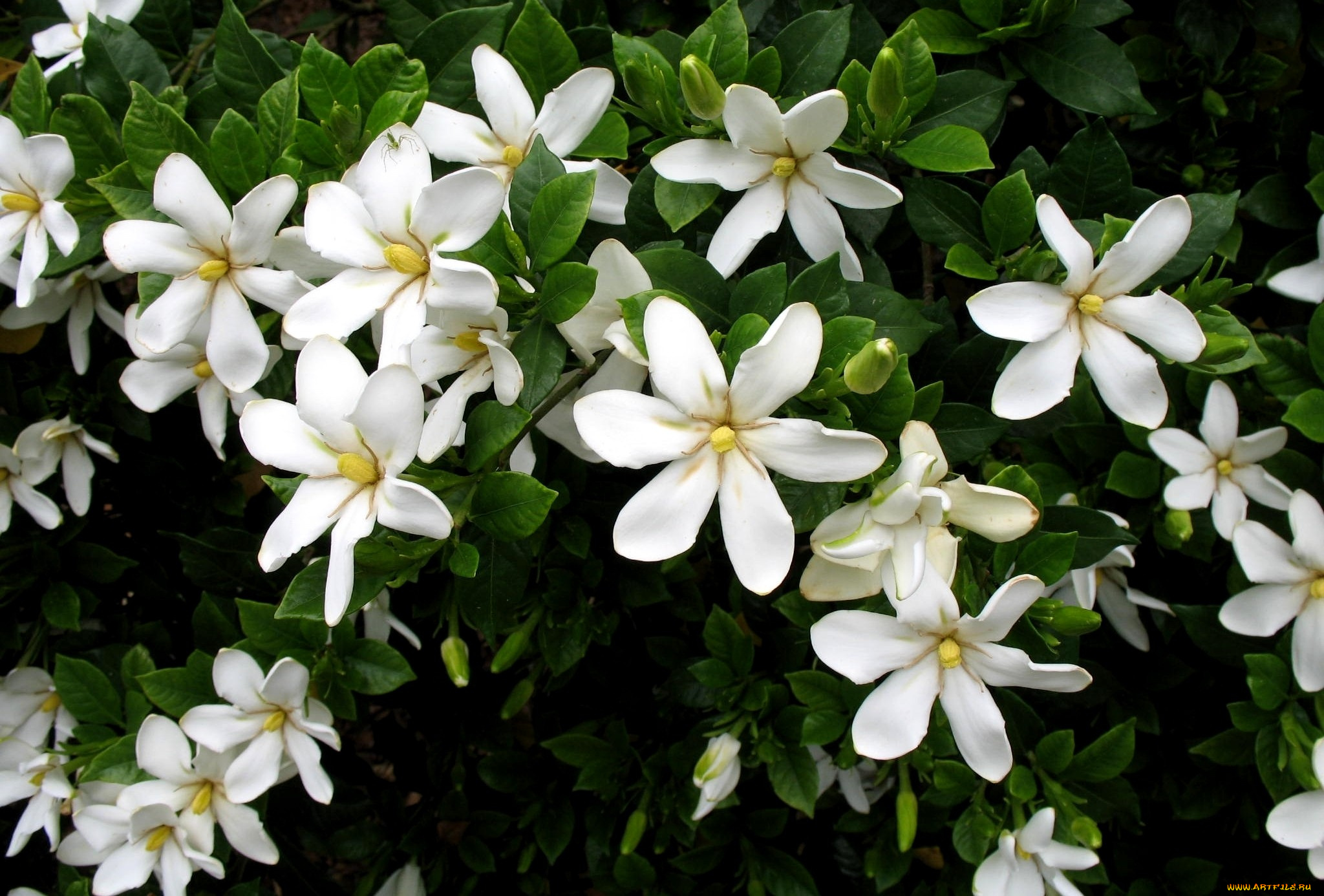 гардения, цветы, белый, много