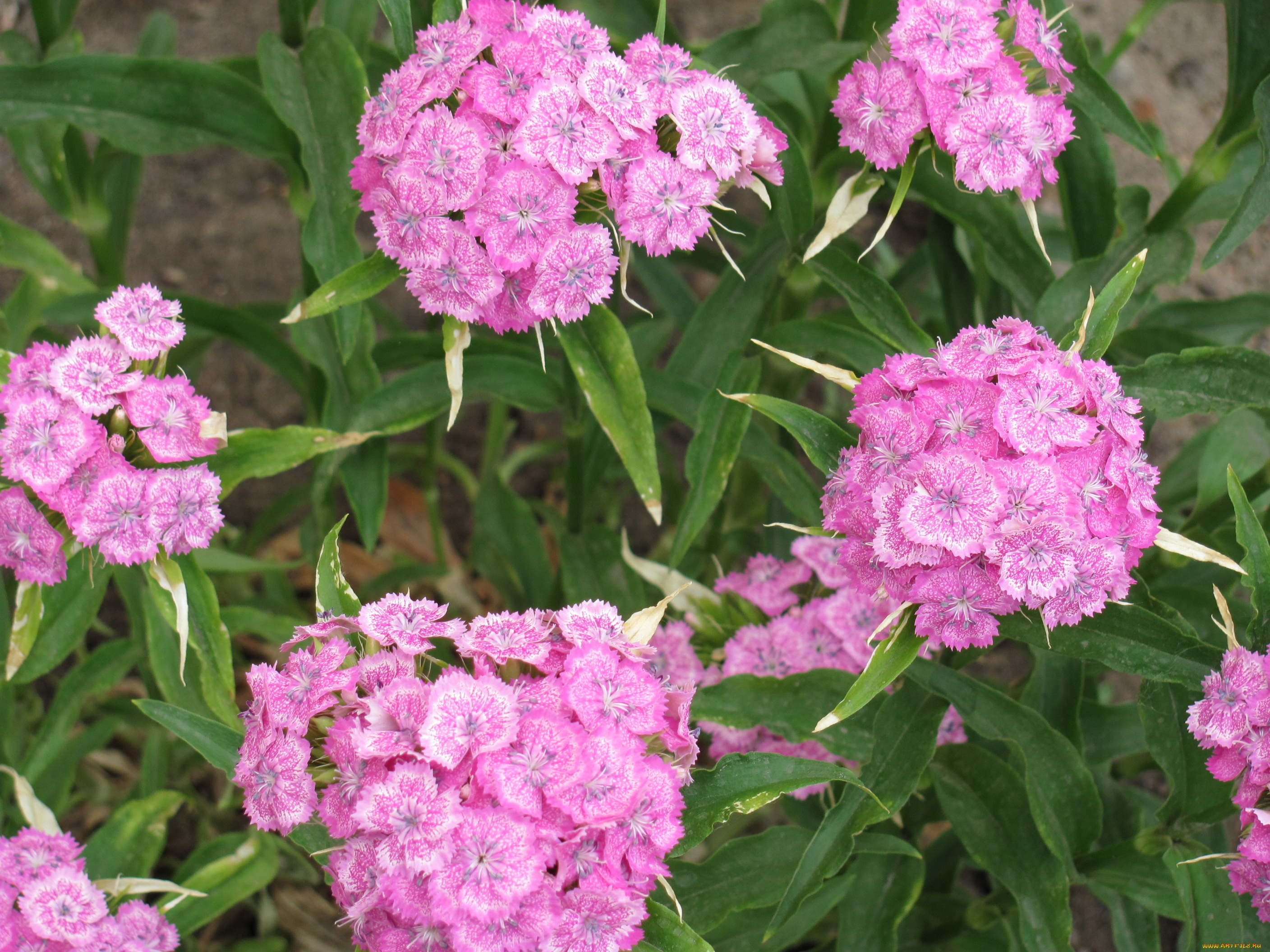 цветы, гвоздики, нежная, розовая