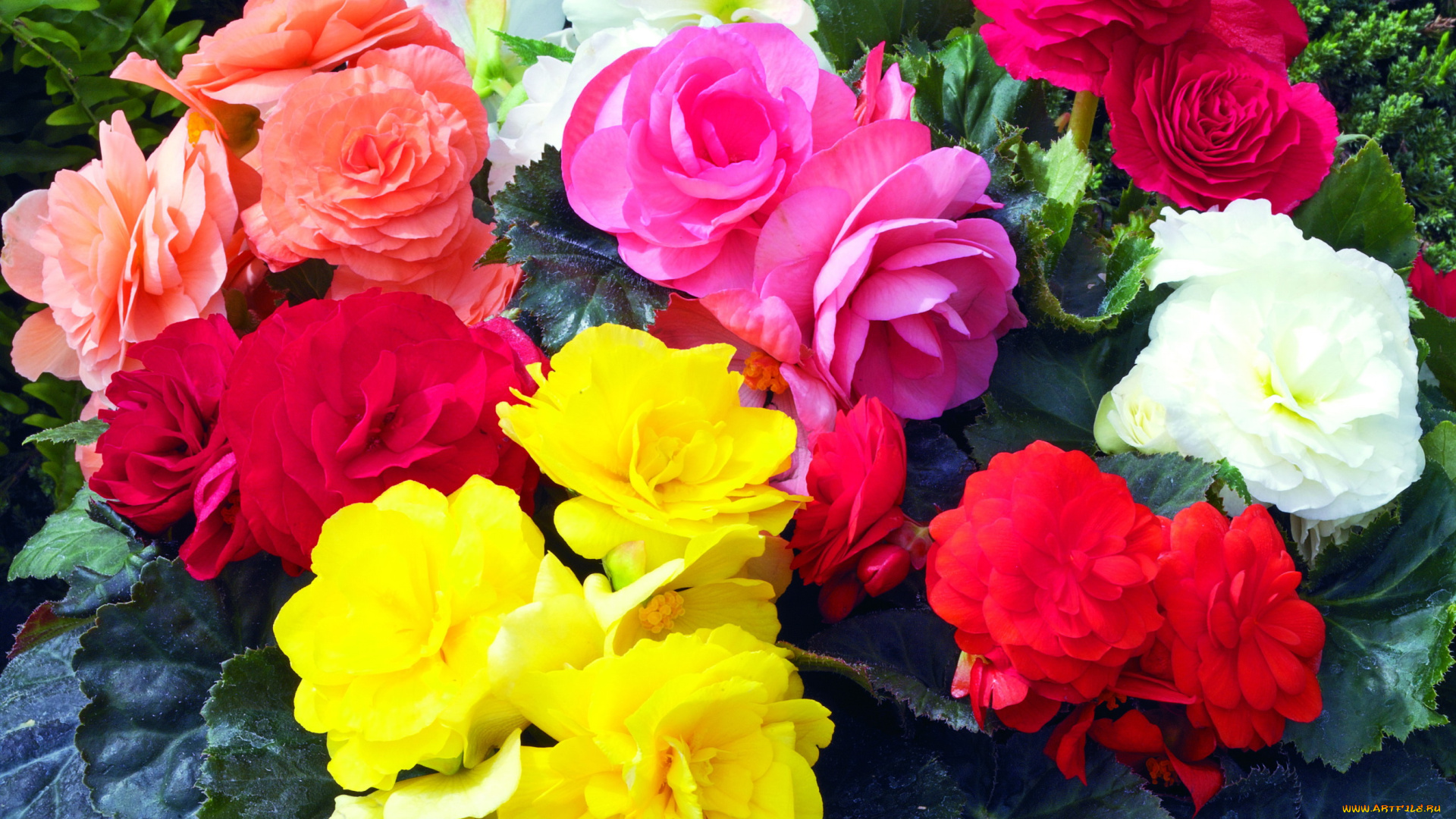 цветы, бегония, букет