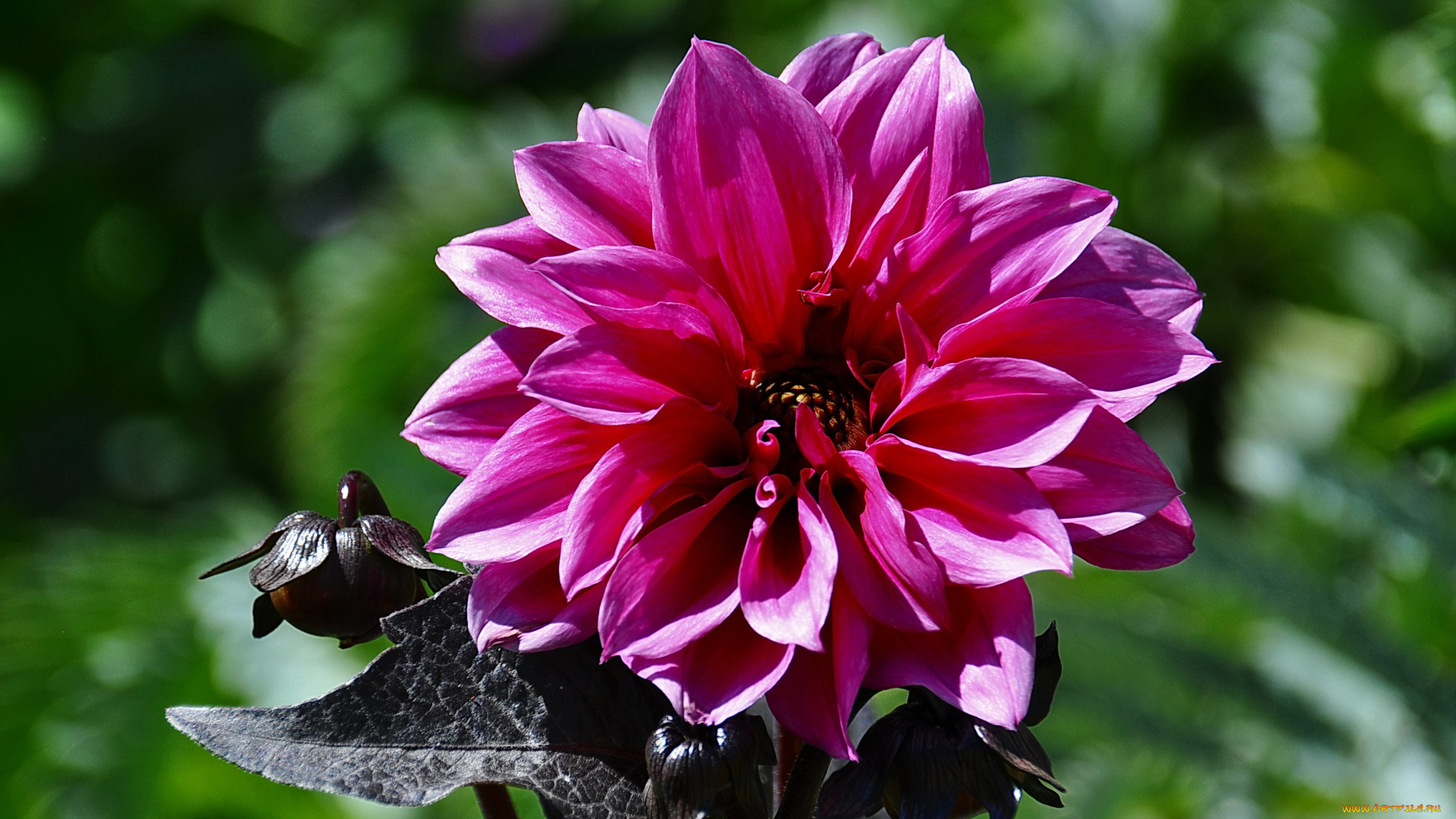 цветы, георгины, георгина