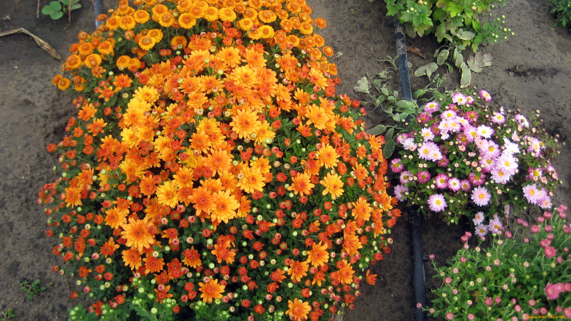 цветы, хризантемы