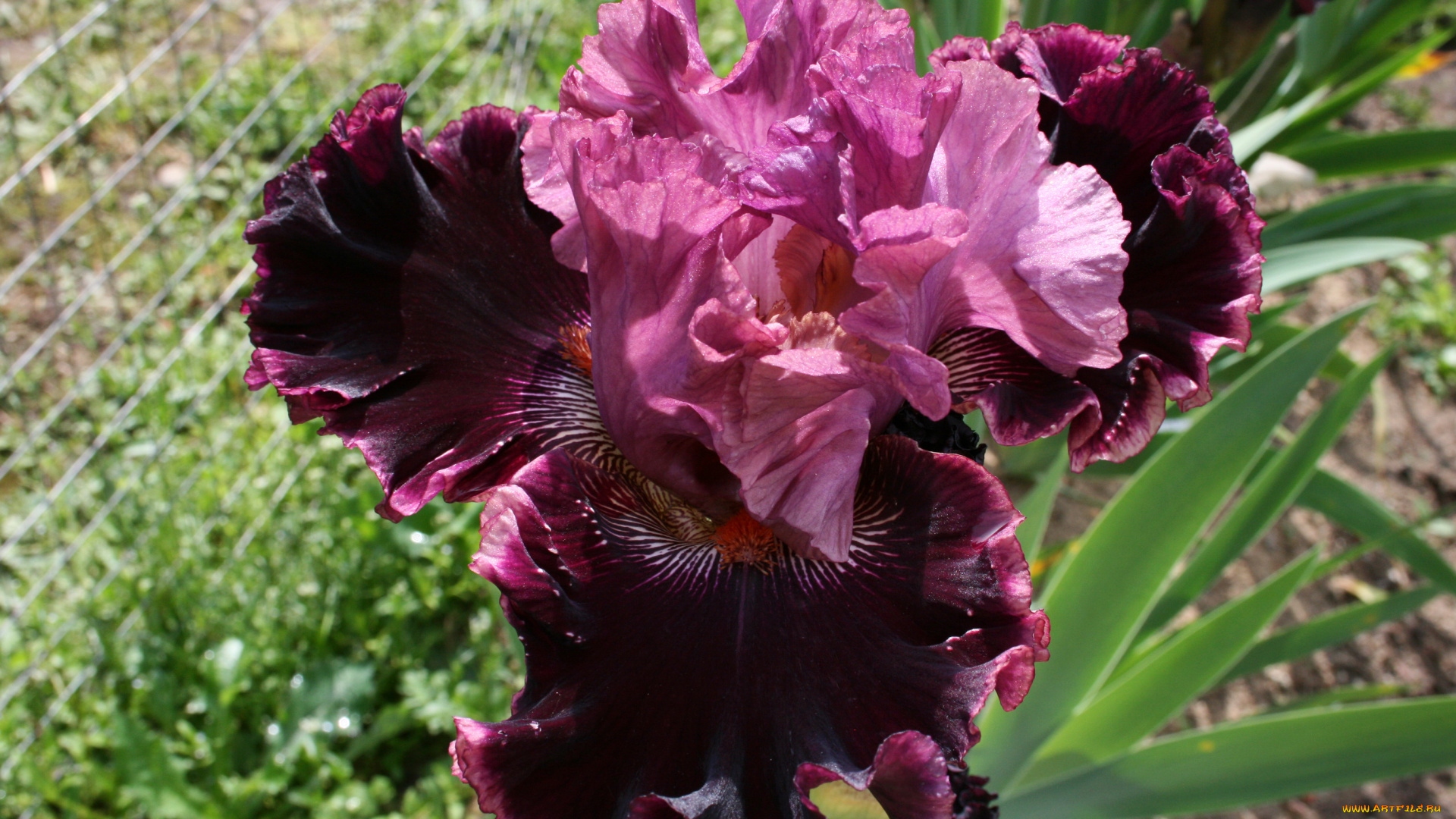 цветы, ирисы