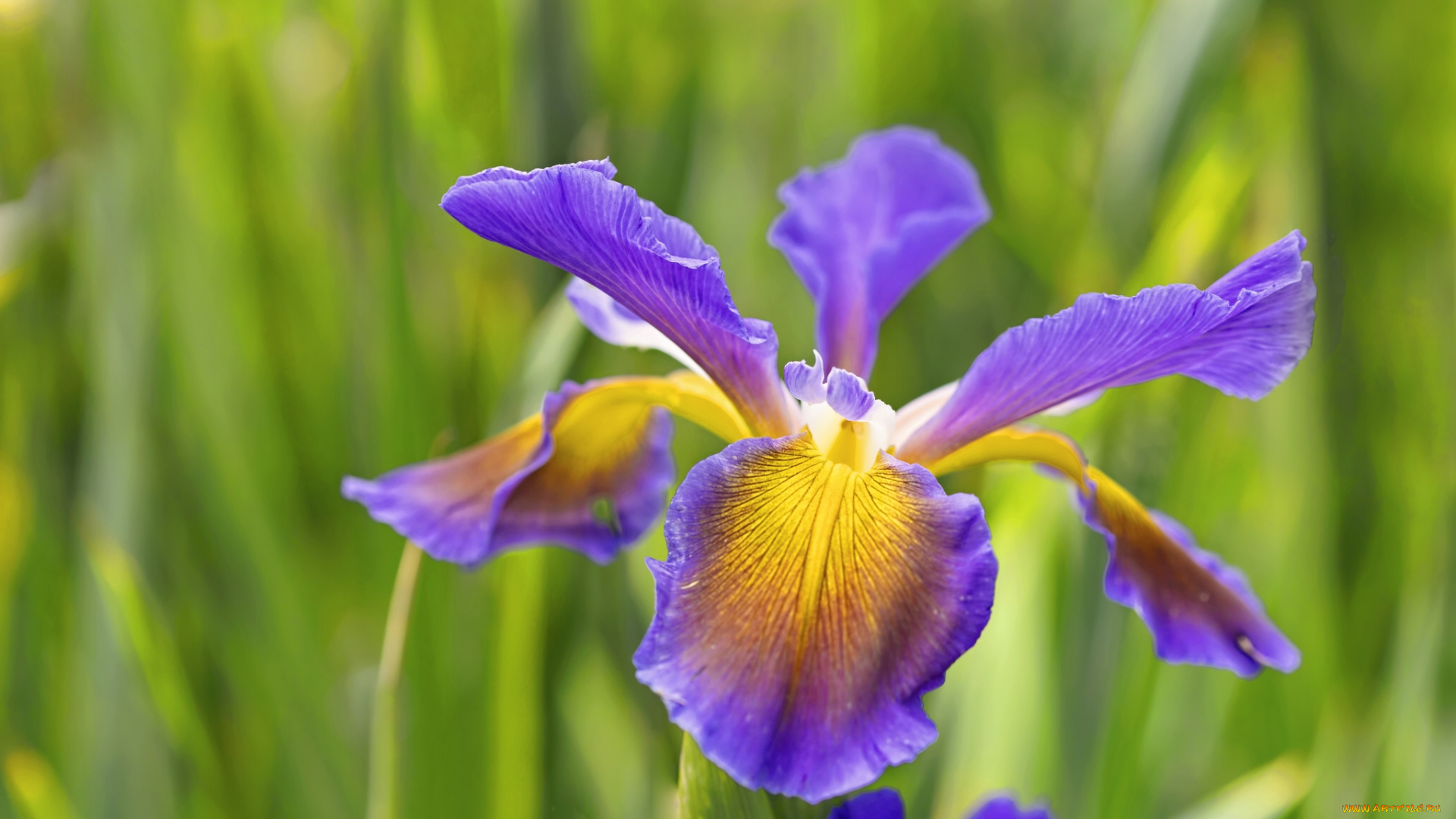 цветы, ирисы, макро, лепестки