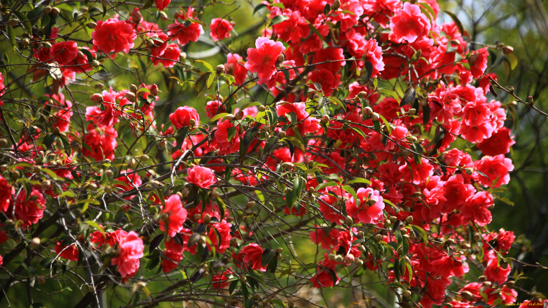 цветы, камелии, куст, камелия