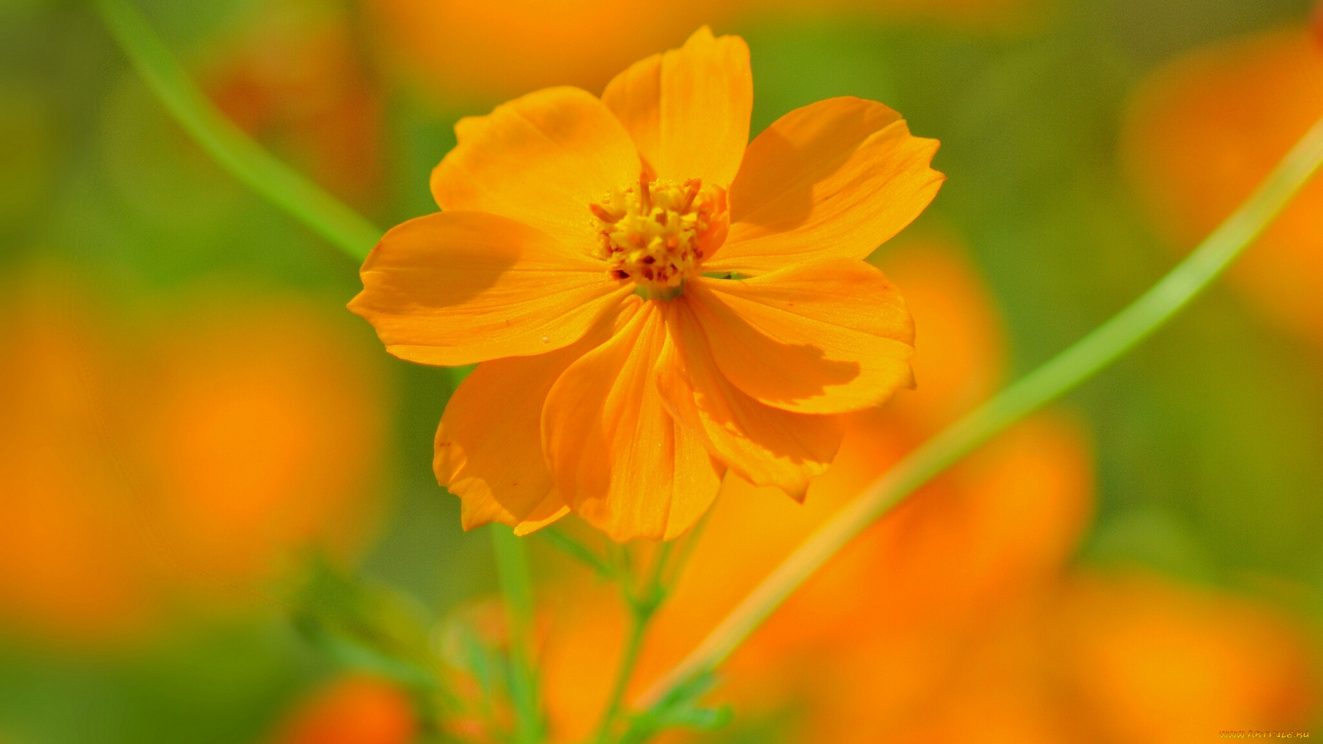 цветы, космея, макро, космос