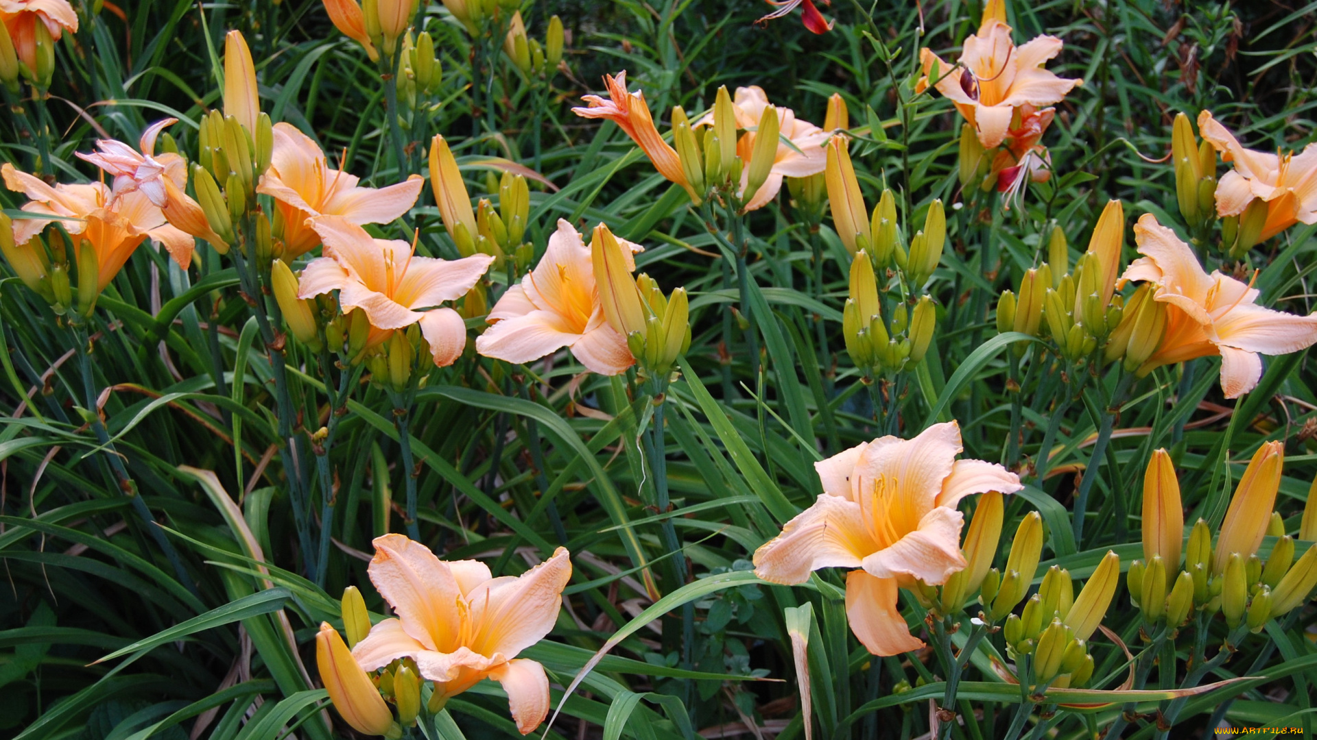 цветы, лилии, лилейники