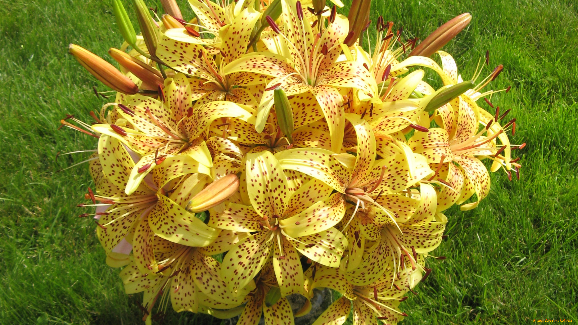 цветы, лилии, лилейники, тигровые, букет