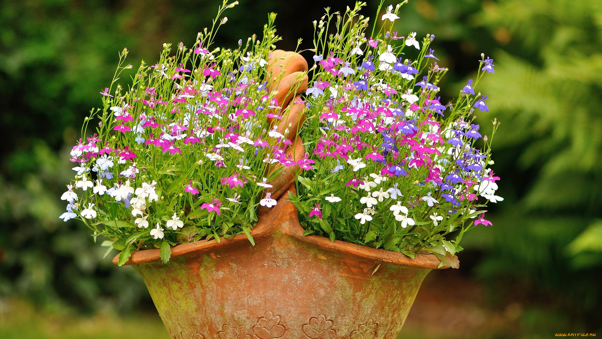 цветы, лобелии, вазон, корзина