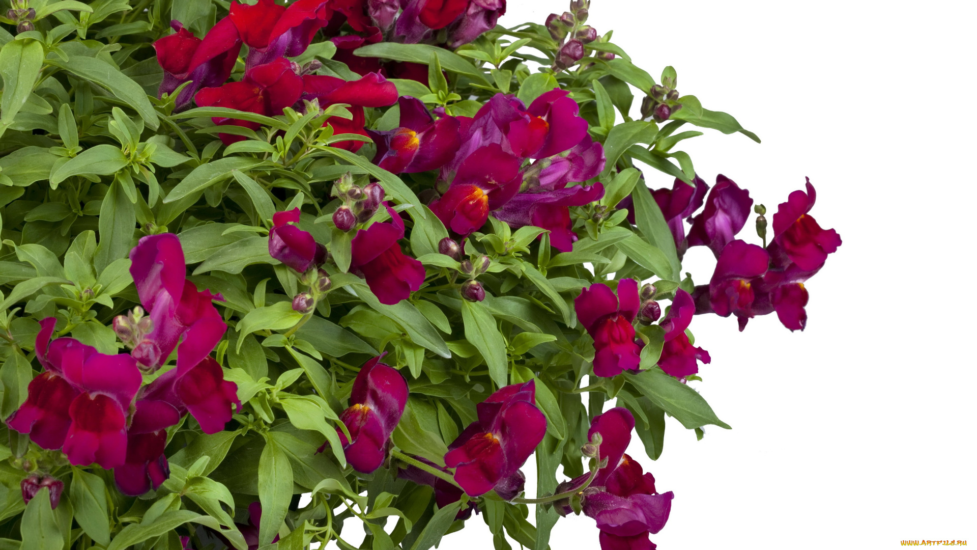 цветы, львиный, зев