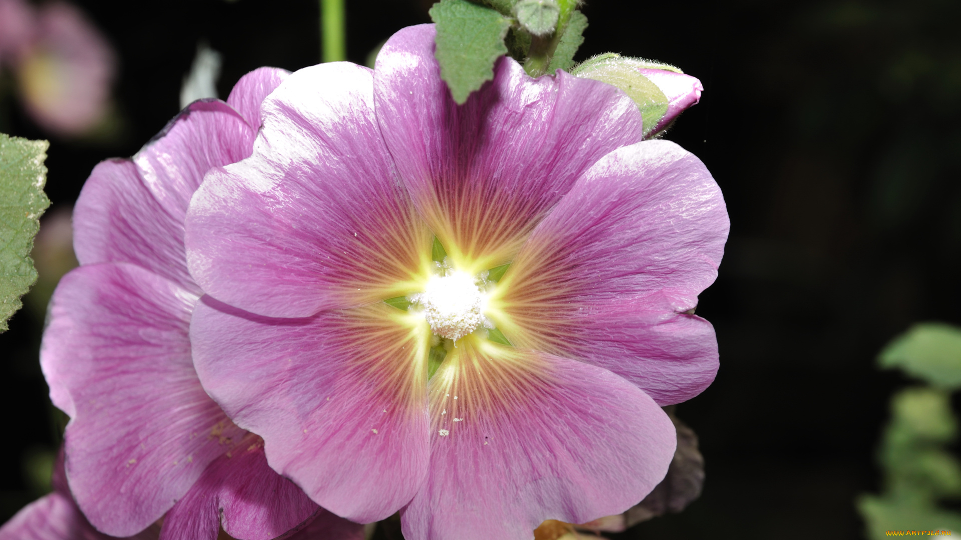 цветы, мальвы, мальва