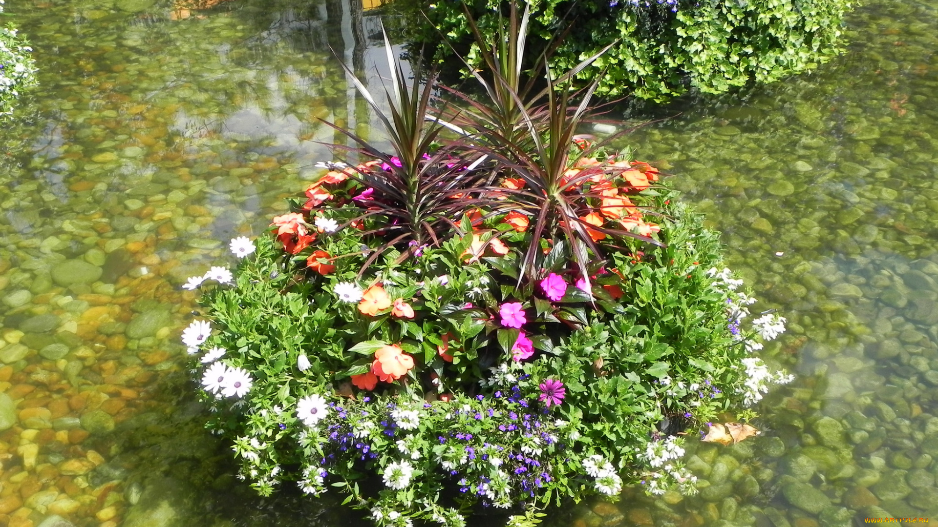 цветы, разные, вместе, композиция, водоем