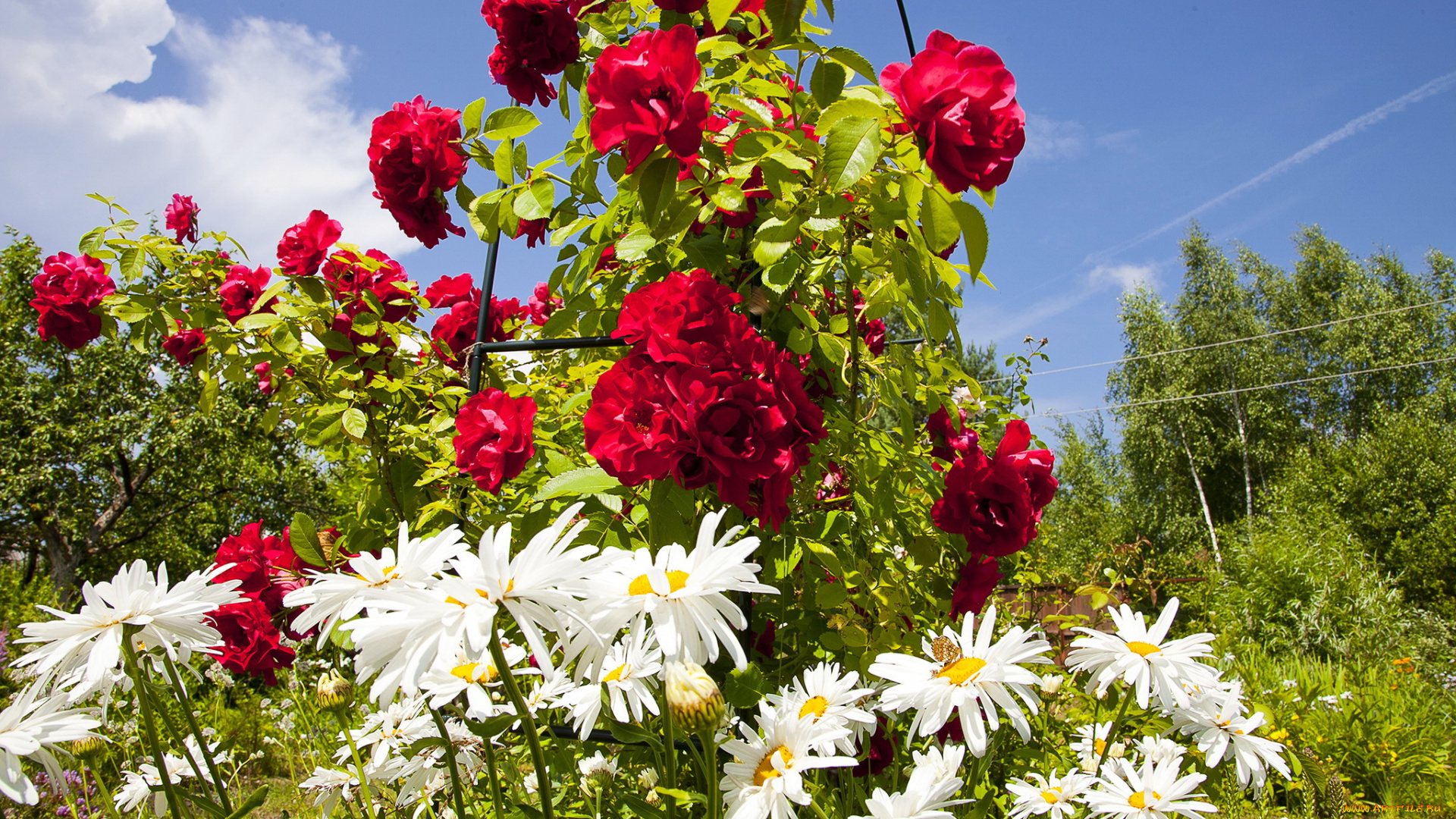 цветы, разные, вместе, кусты, ромашки, розы