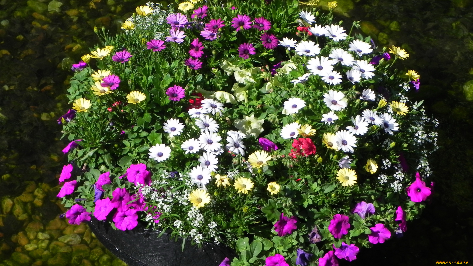 цветы, разные, вместе, петунья, вода, композиция