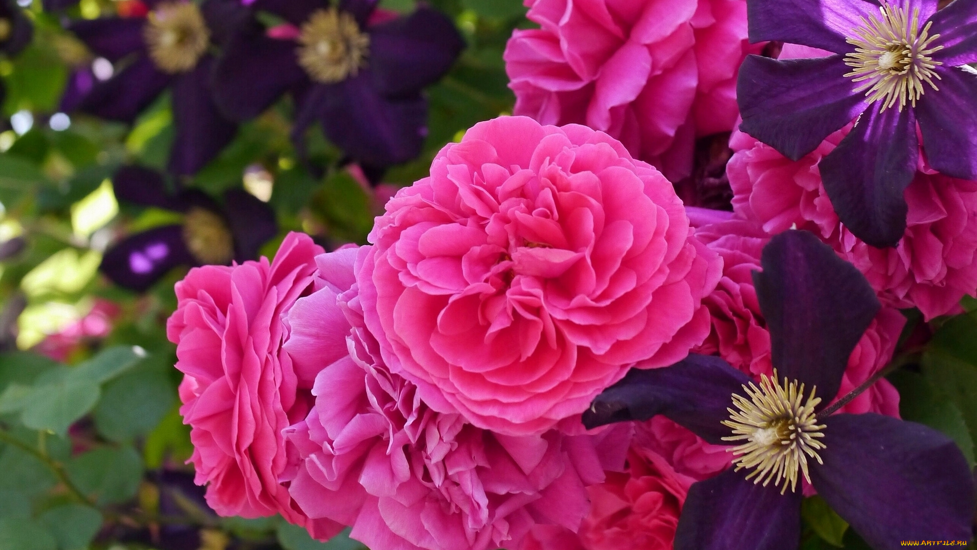 цветы, разные, вместе, розы, клематис, ломонос