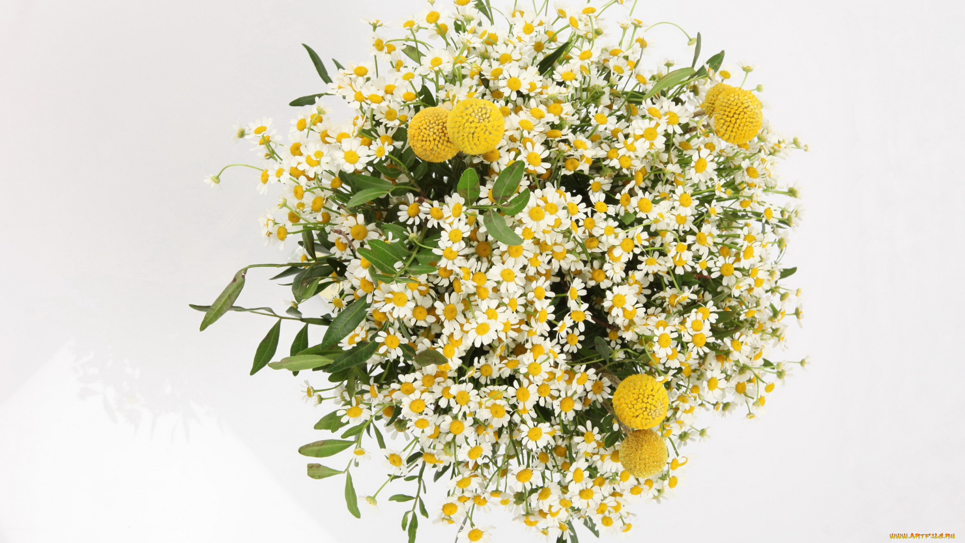 цветы, ромашки, букет