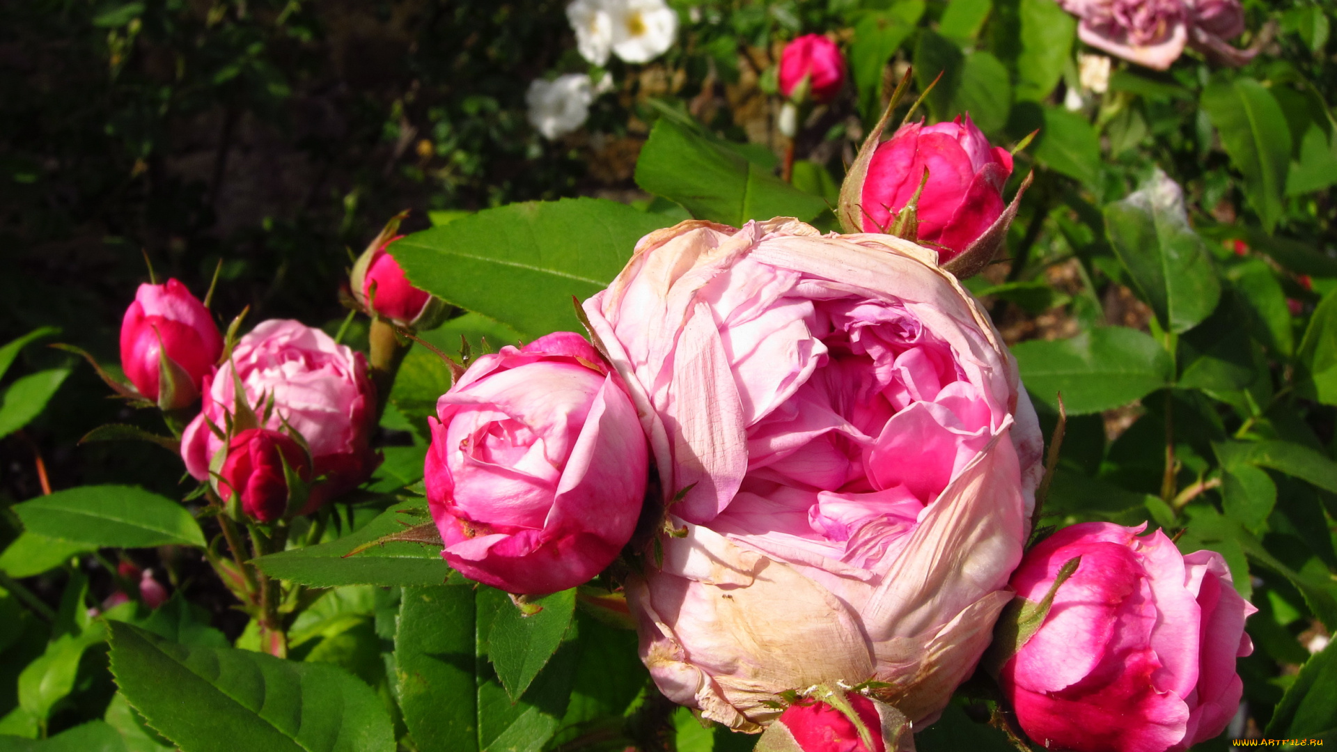 цветы, розы