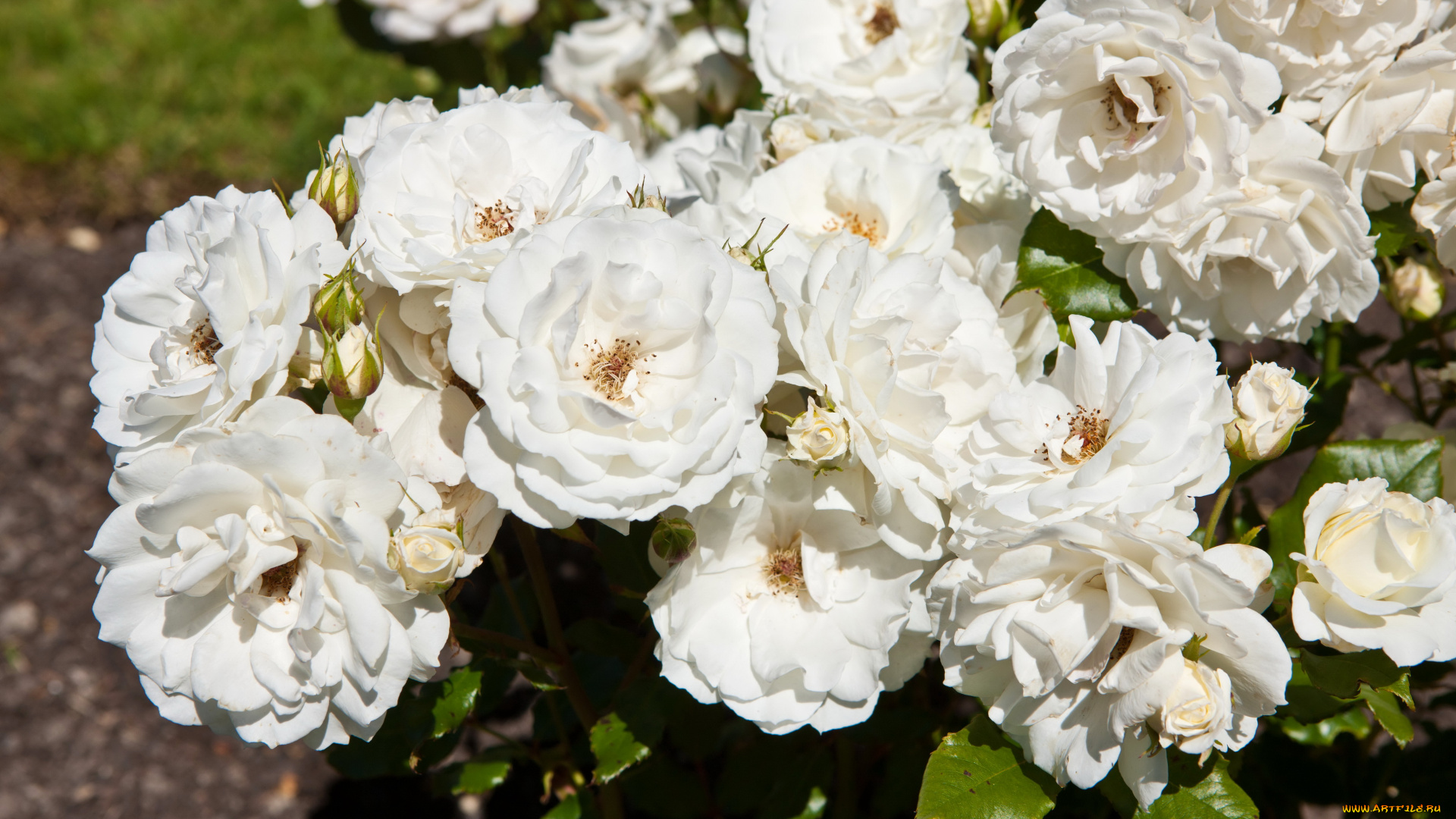 цветы, розы