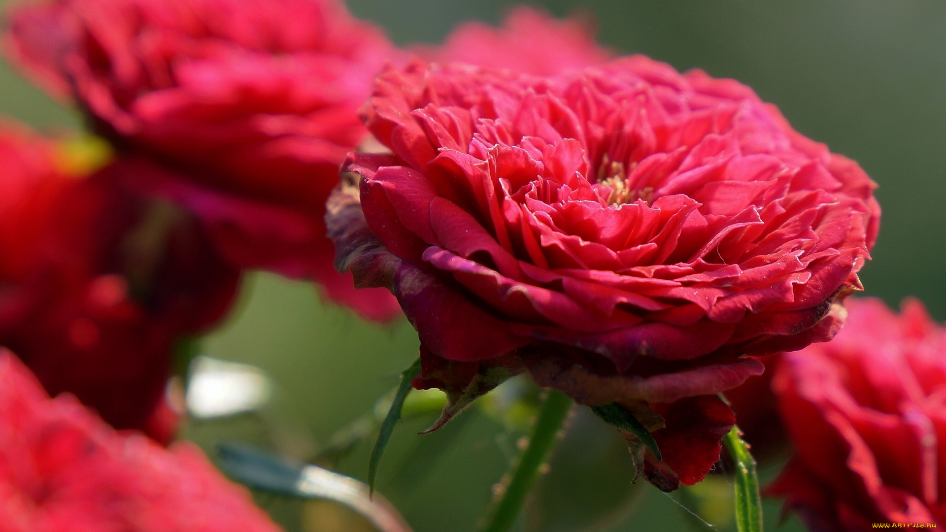 цветы, розы, бутон, макро