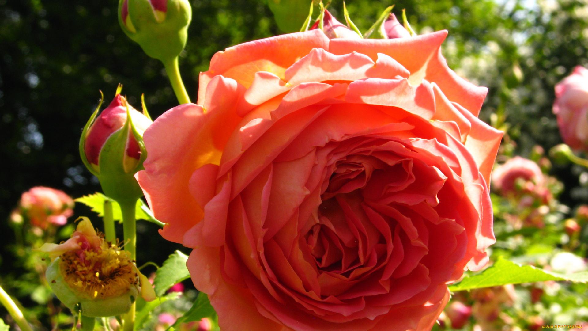 цветы, розы, куст