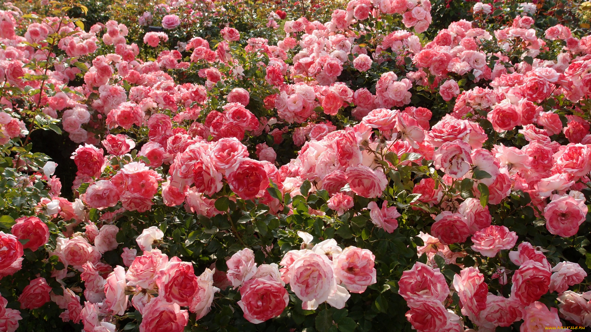 цветы, розы, кусты