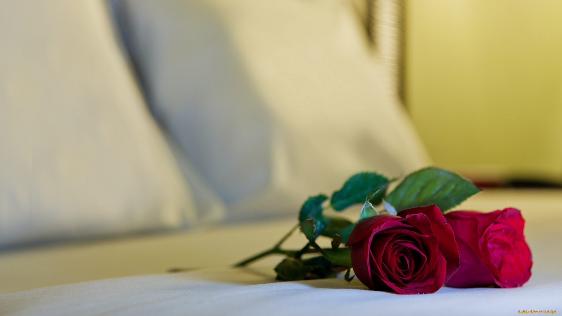 цветы, розы, постель, бутоны