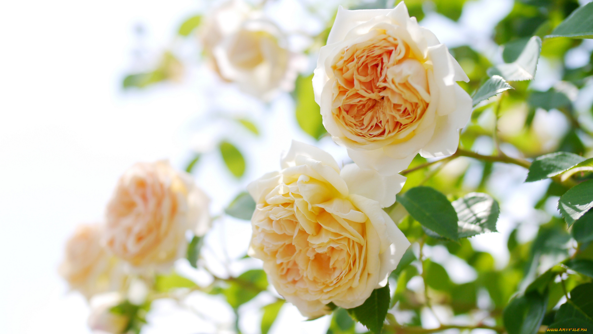 цветы, розы, розовый, куст, бутоны