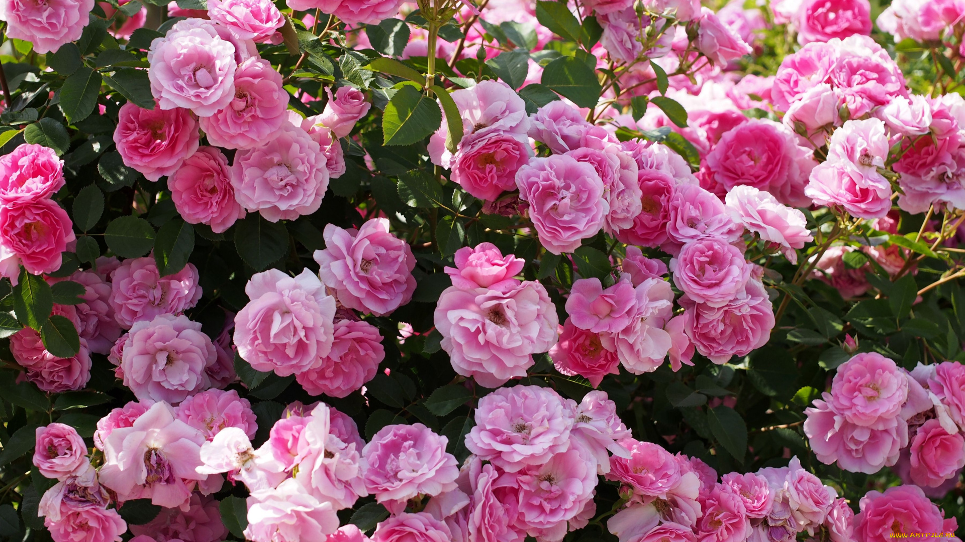 цветы, розы, розовый, куст, цветение