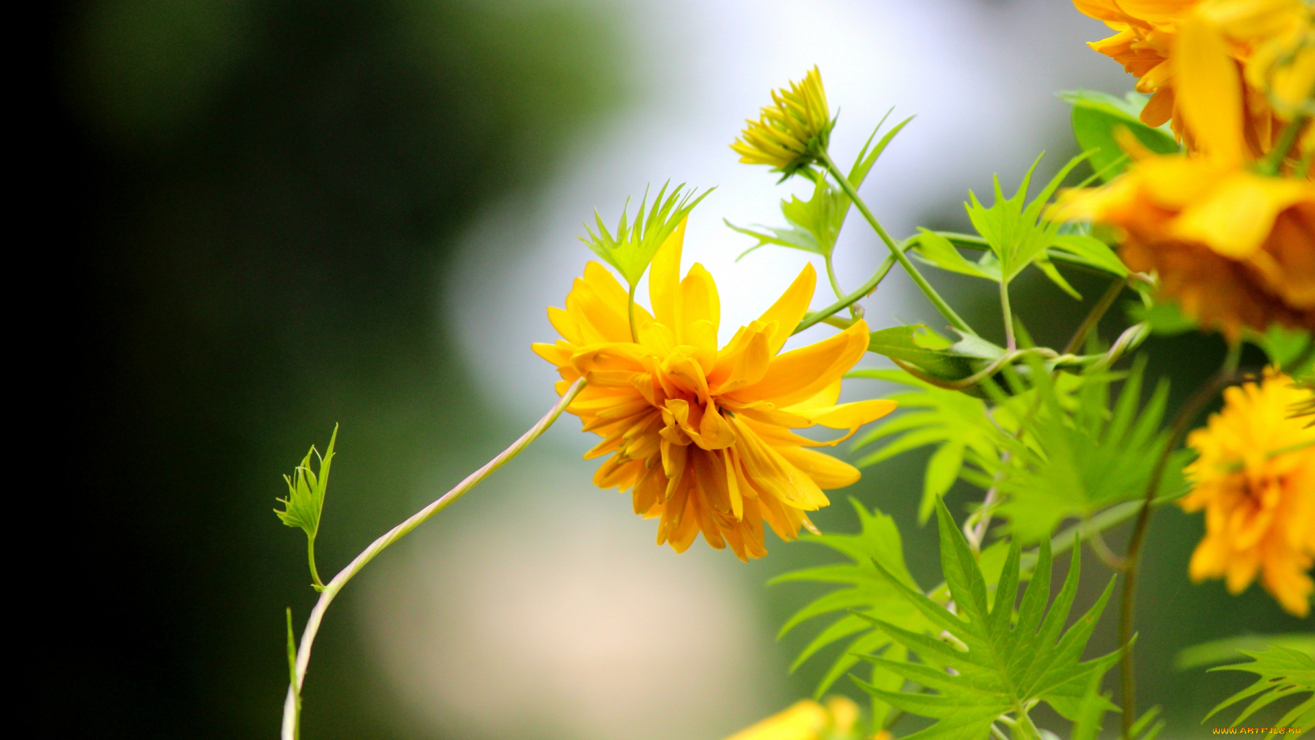 цветы, рудбекия, макро