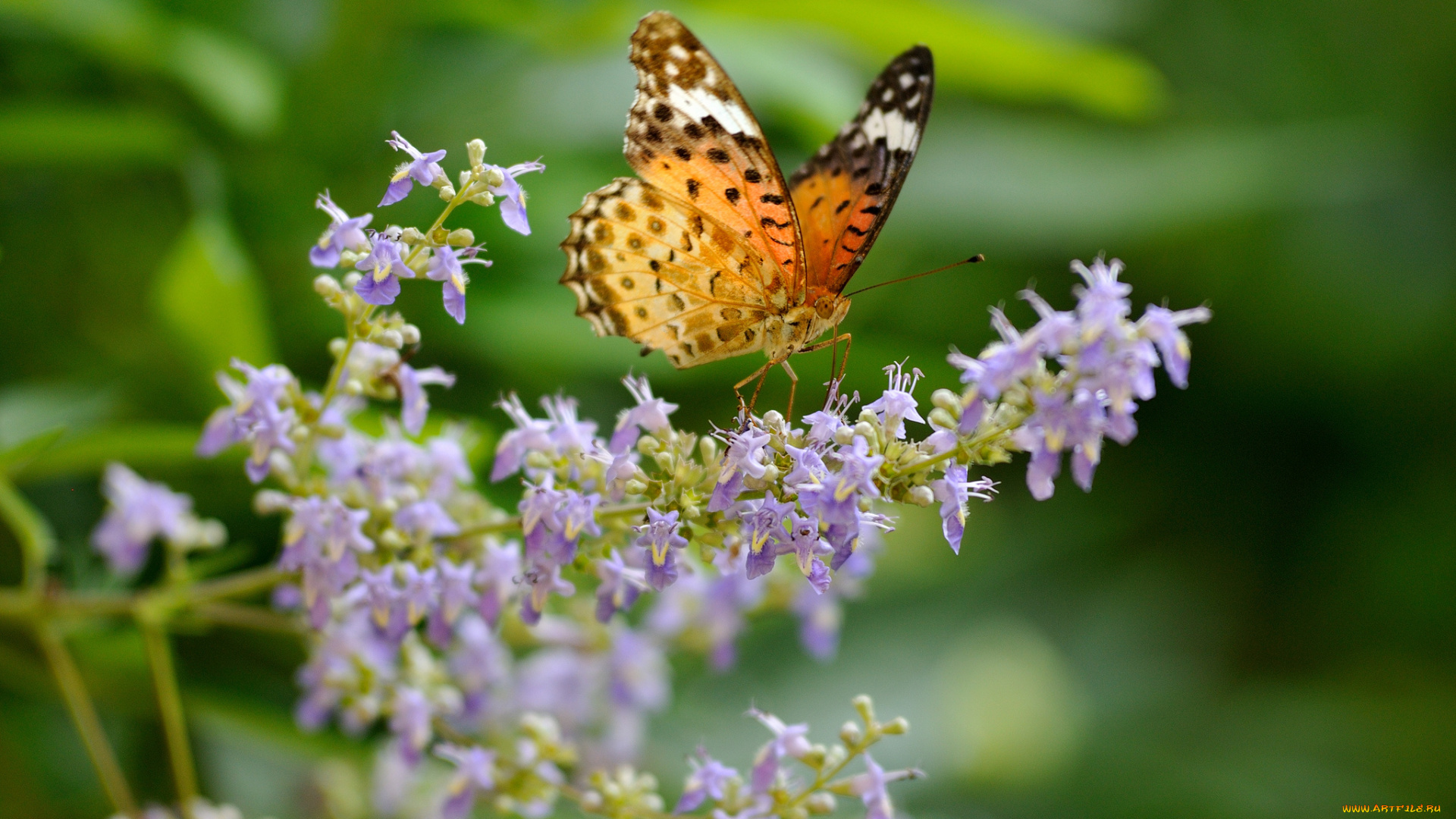 животные, бабочки, цветы, аргирей, макро