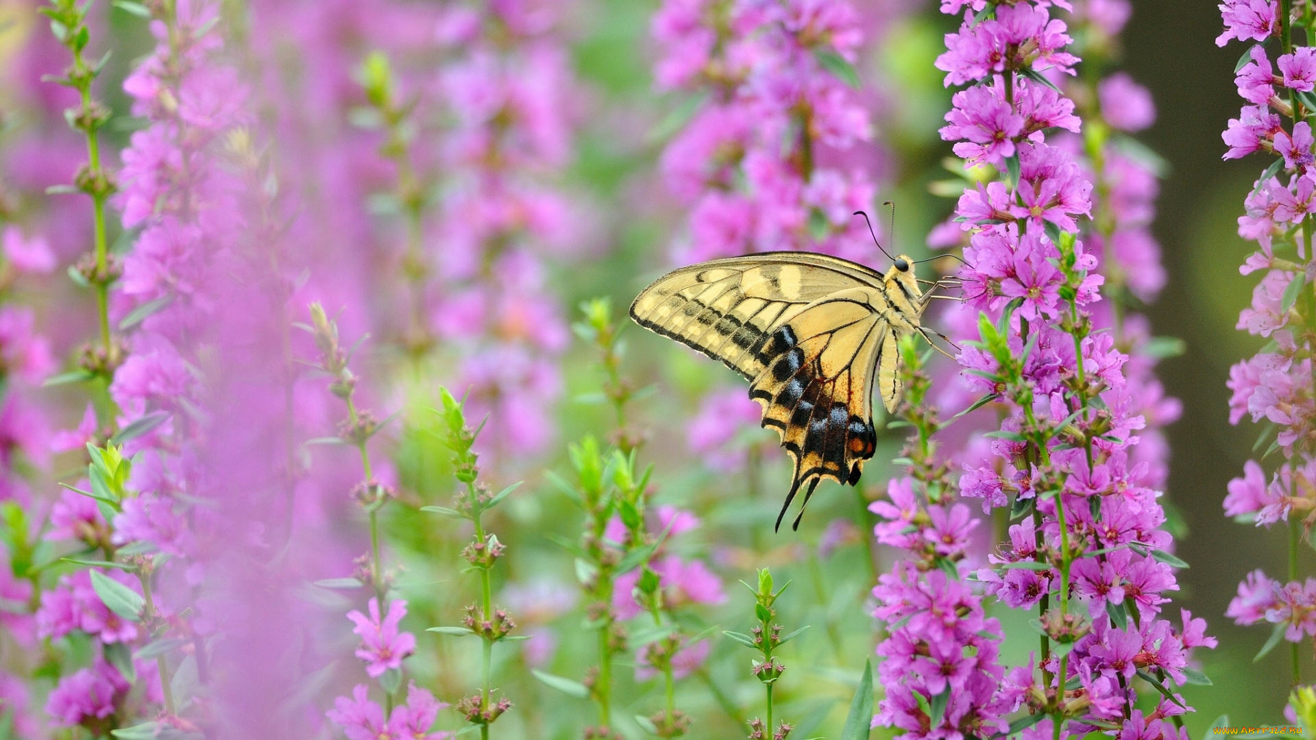 животные, бабочки, махаон, цветы, макро