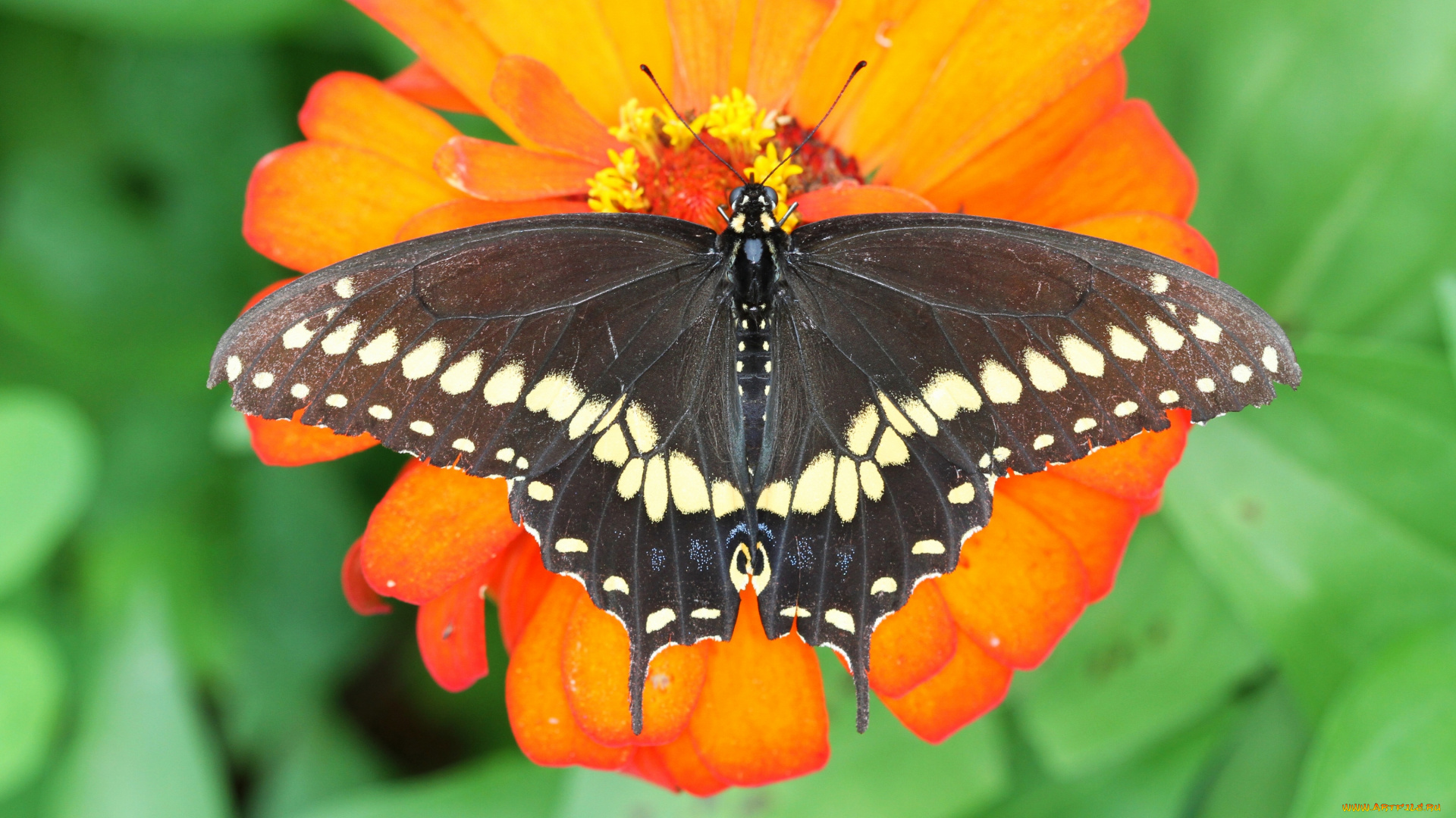 животные, бабочки, парусник, поликсена, цветок, макро