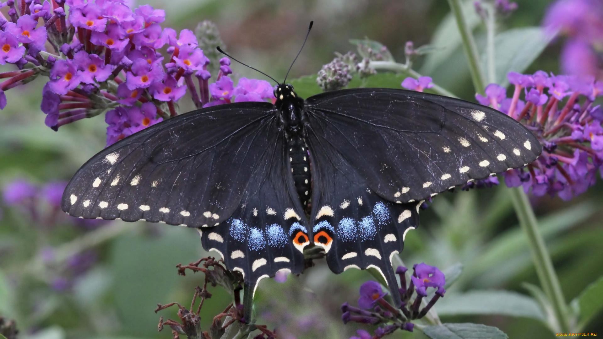 животные, бабочки, парусник, поликсена, макро