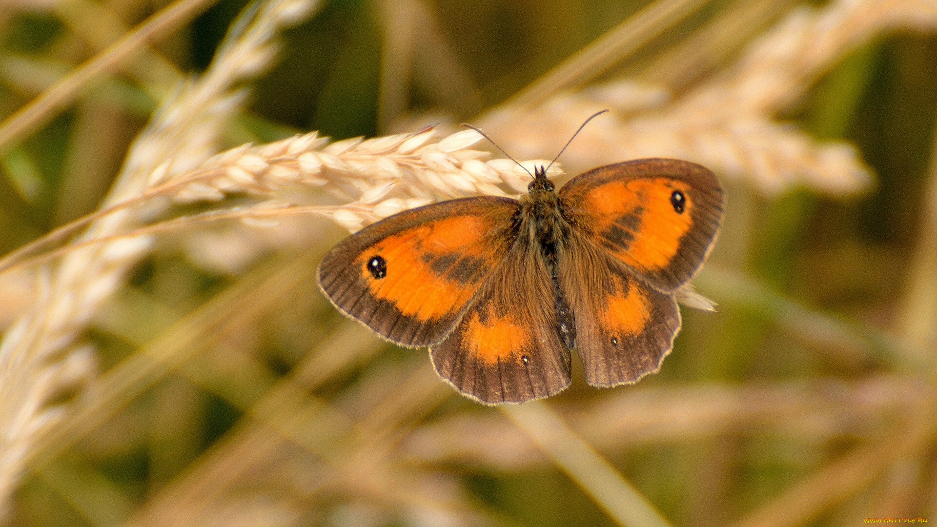 животные, бабочки, пирония, болотная, макро, колос