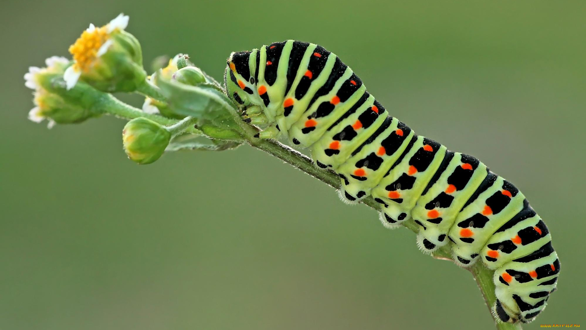 животные, гусеницы, гусеница, цветок, фон