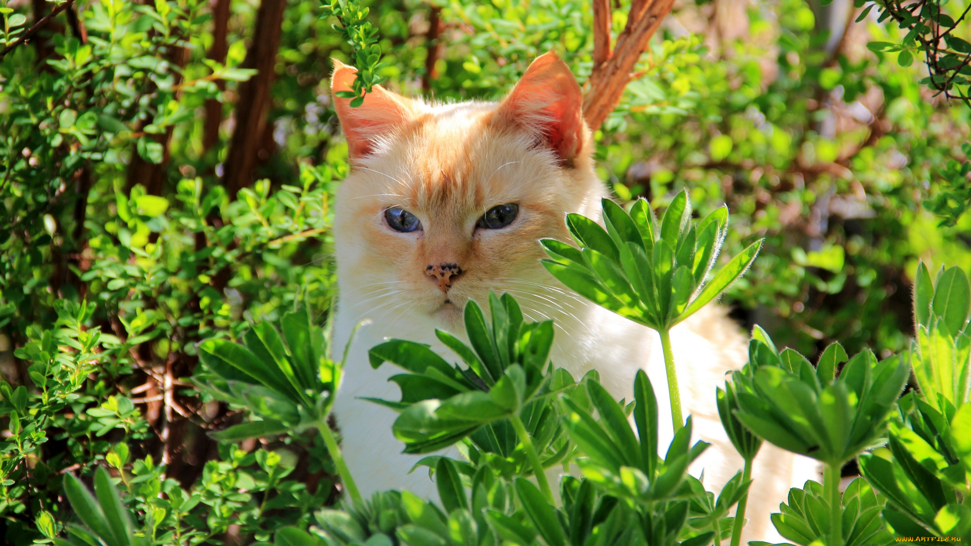 животные, коты, листья