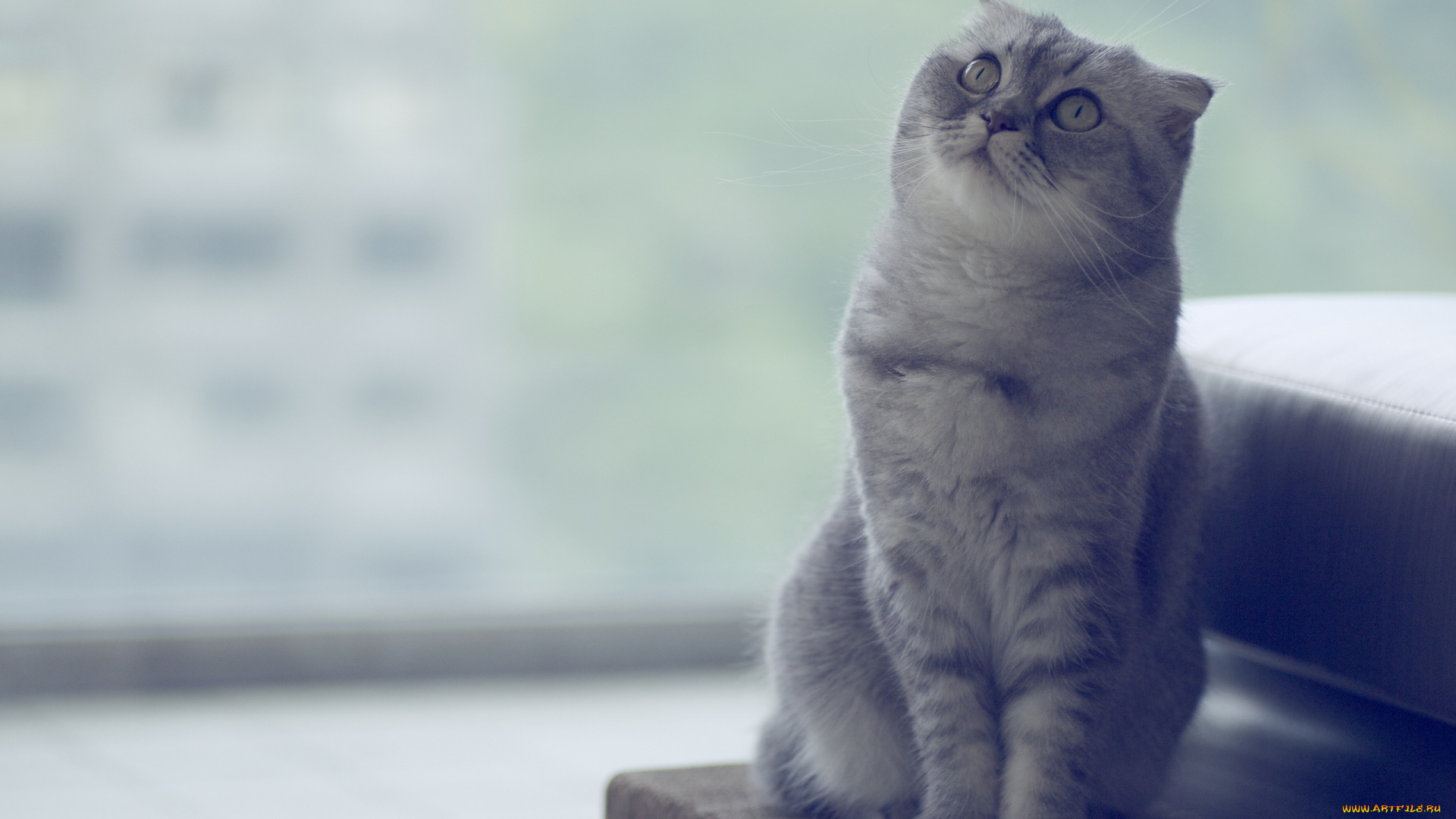 животные, коты, скоттиш-фолд, шотландская, вислоухая