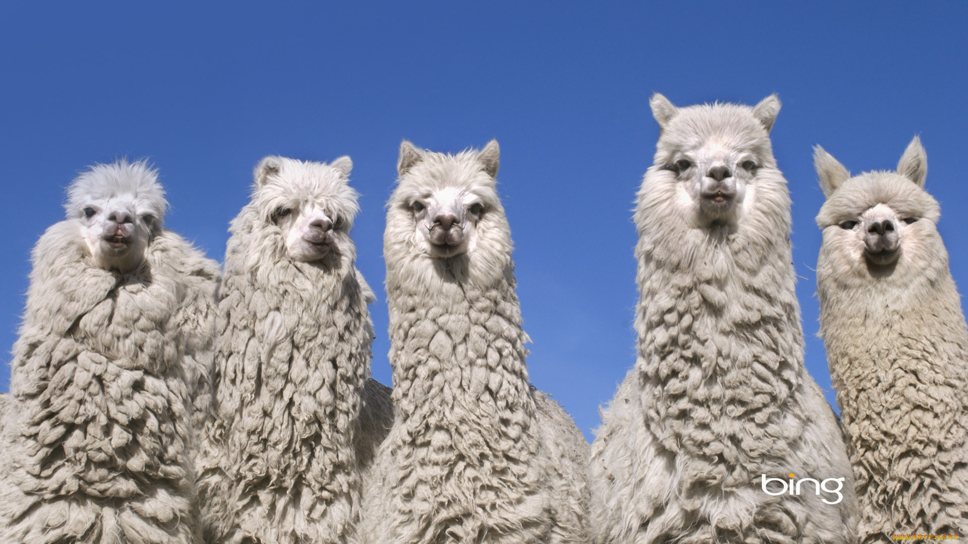животные, ламы, альпака