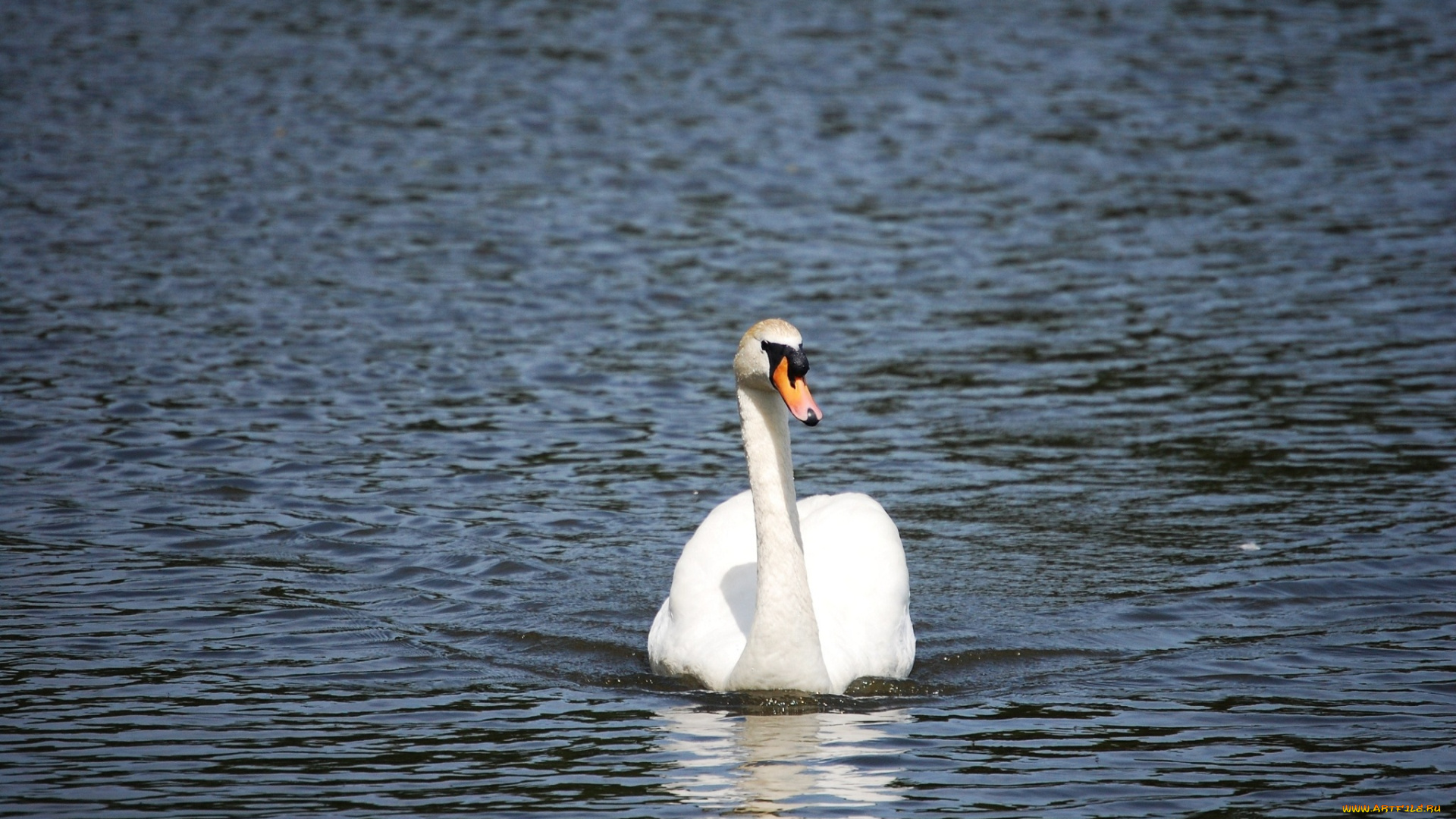 животные, лебеди, белый, лебедь