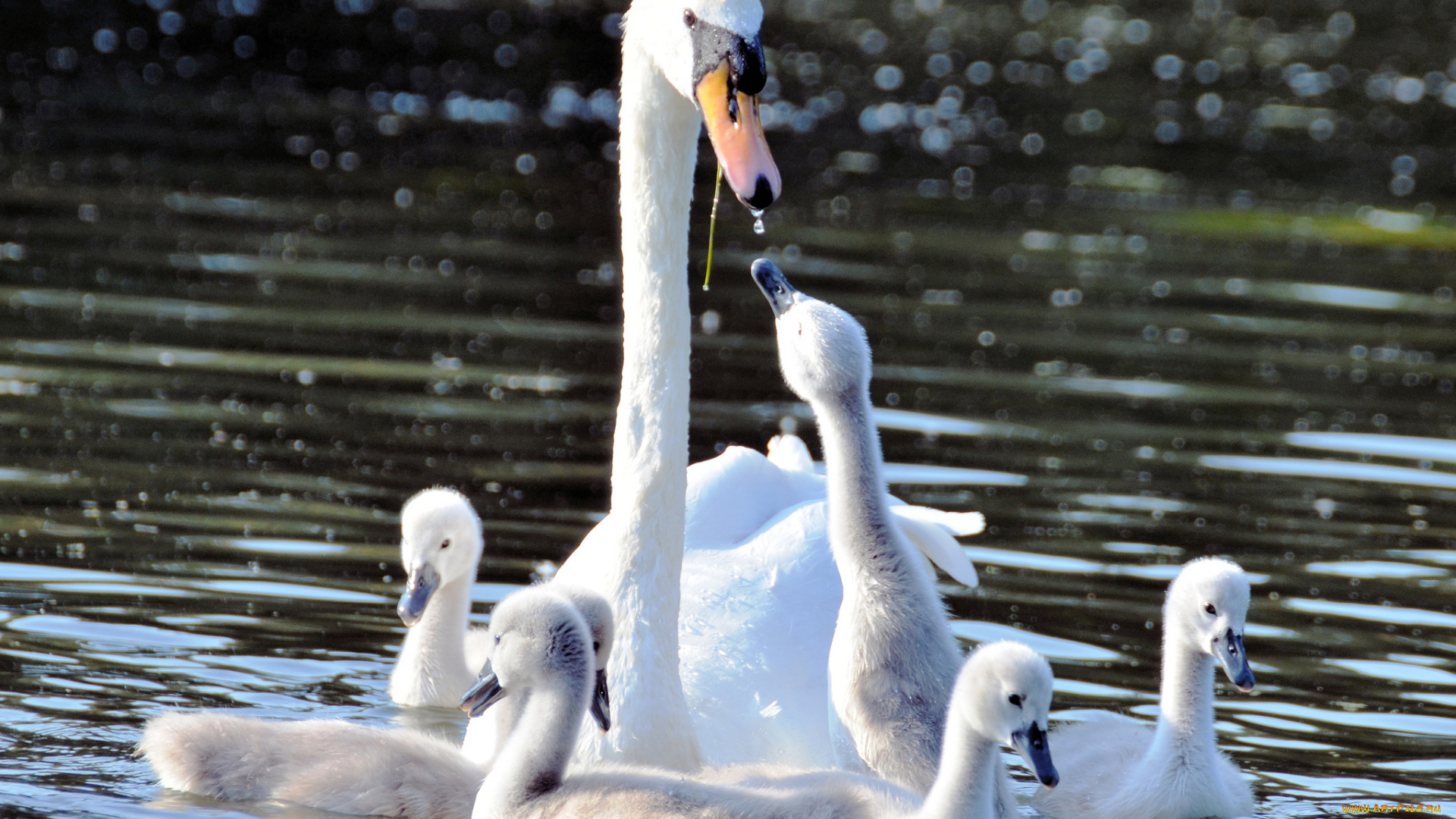 животные, лебеди, птенцы, материнство, вода